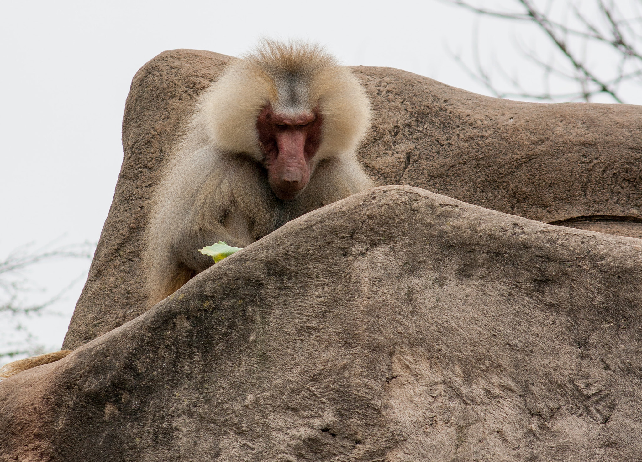 Canon EOS 1000D (EOS Digital Rebel XS / EOS Kiss F) sample photo. Baboon photography