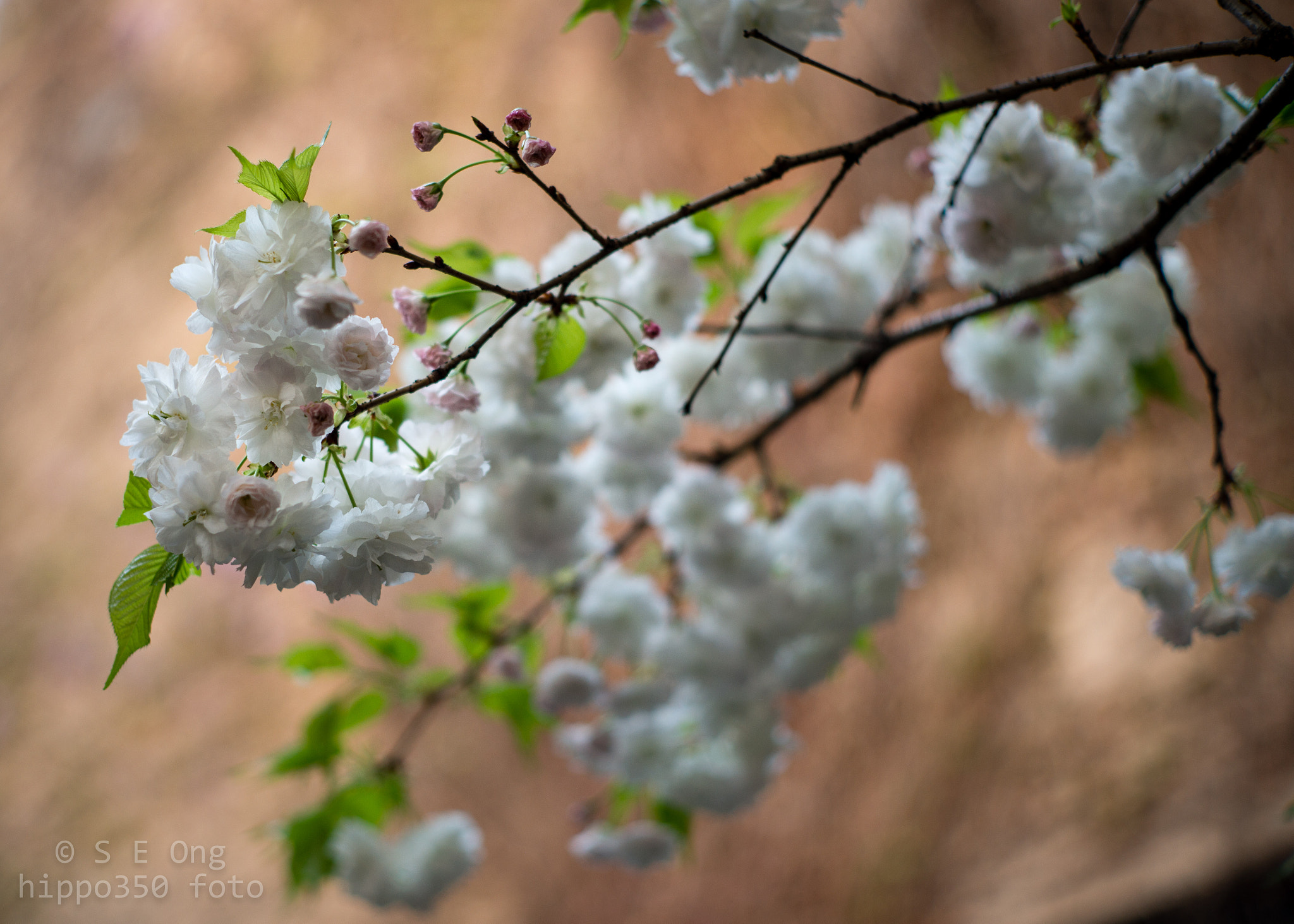 Summilux-M 1:1.4/50 sample photo. Cherry blossom at dusk photography