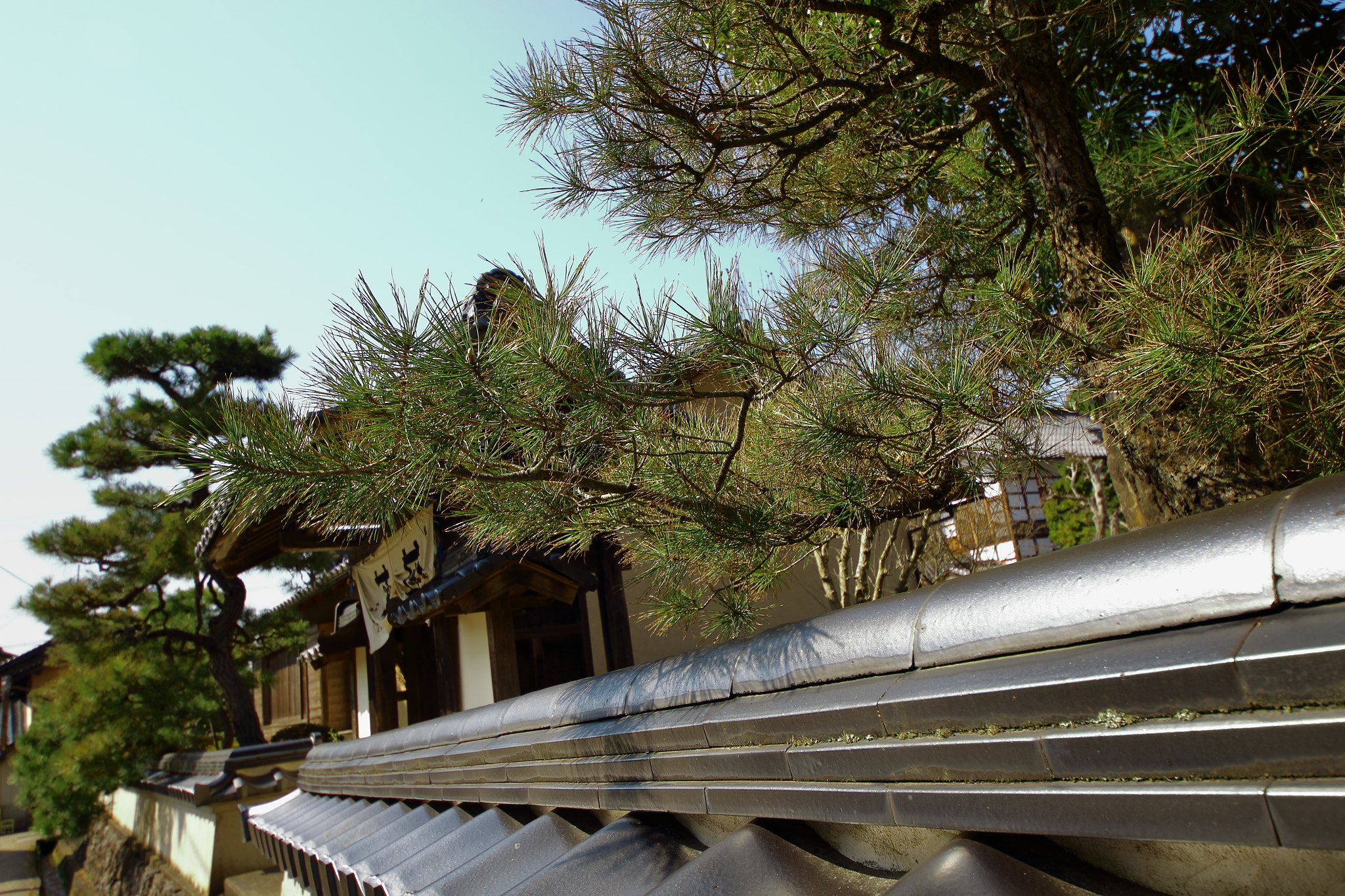 Canon EOS 700D (EOS Rebel T5i / EOS Kiss X7i) sample photo. Pine trees and tiled roof photography