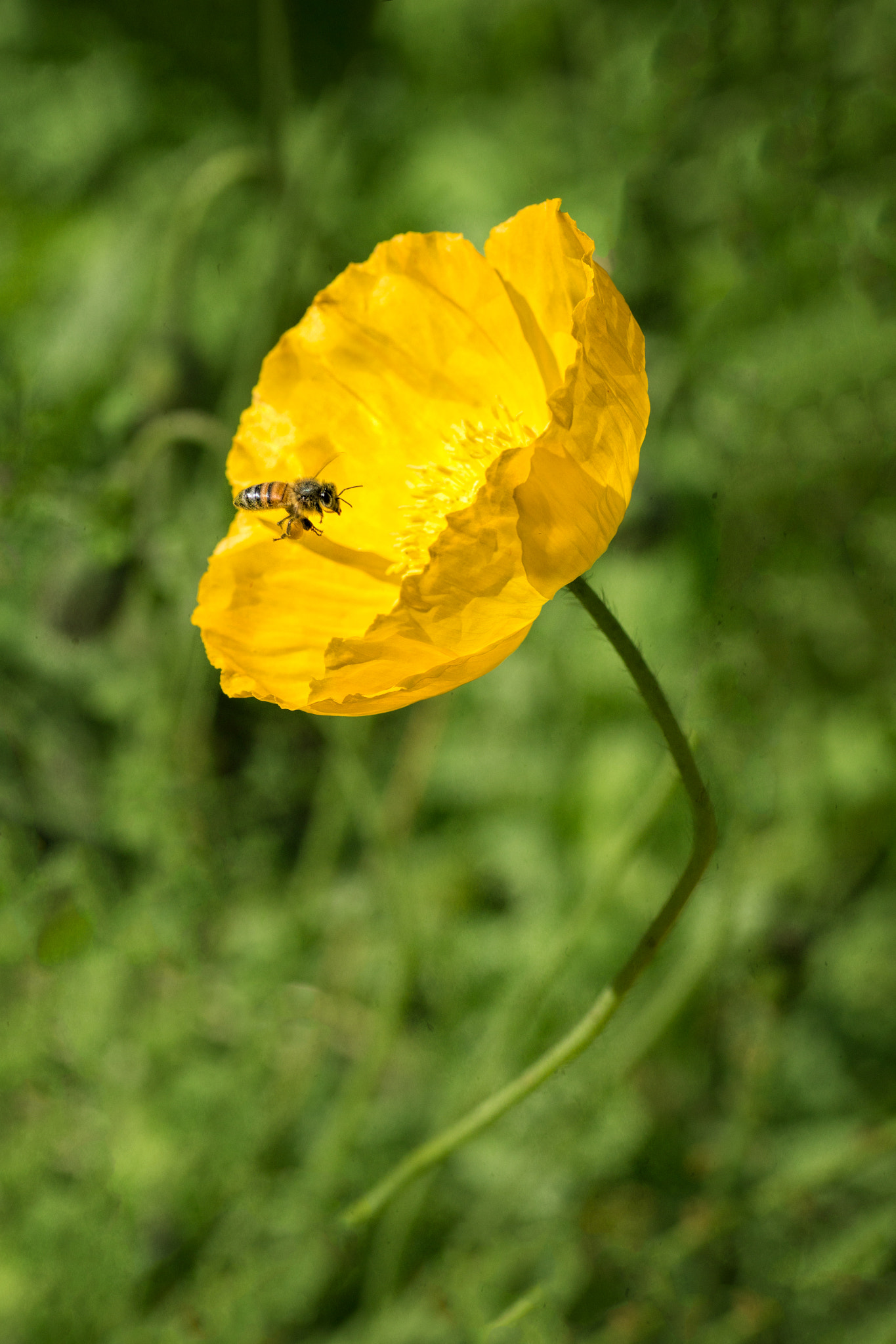 Canon EOS 650D (EOS Rebel T4i / EOS Kiss X6i) + Tamron SP AF 90mm F2.8 Di Macro sample photo. Busy time photography