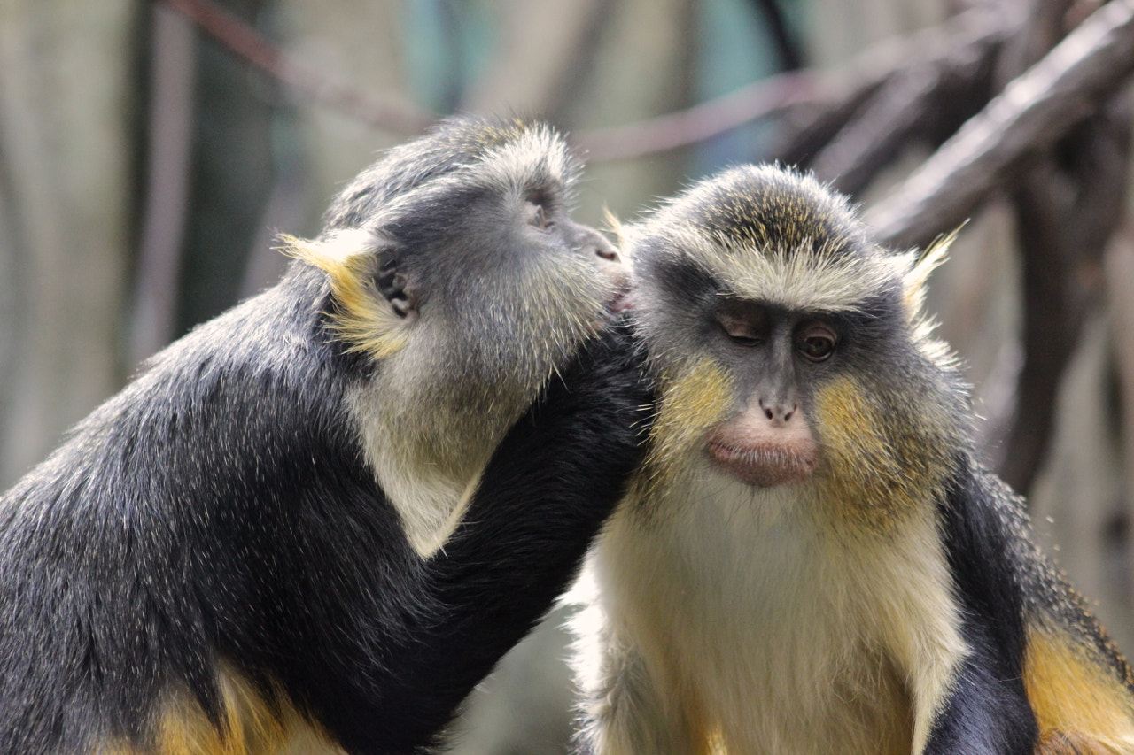 Monkey Kiss by Vin (subwarm) Photo 14687133 / 500px