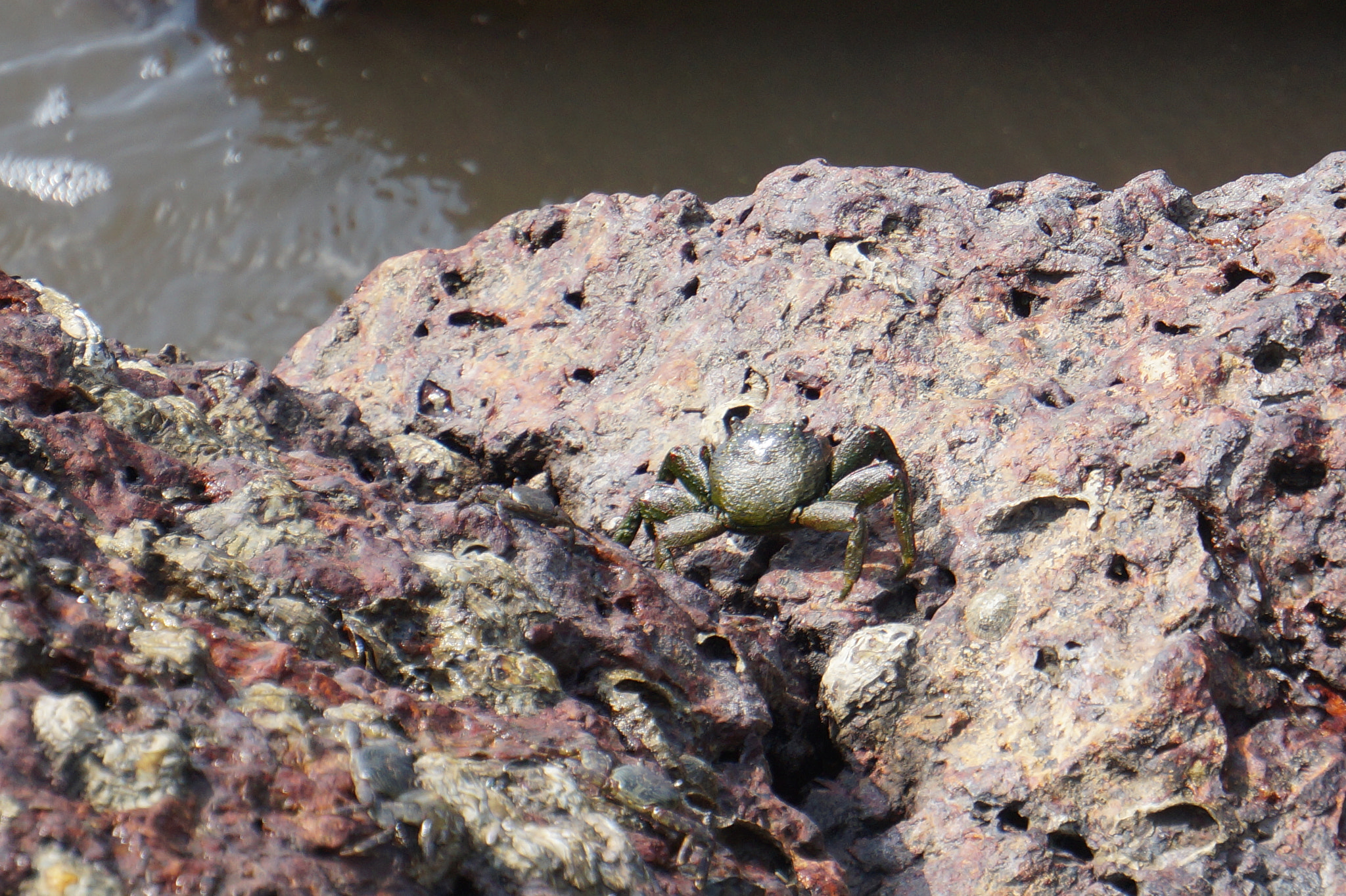 Sony E 55-210mm F4.5-6.3 OSS sample photo. Crab in the sea photography