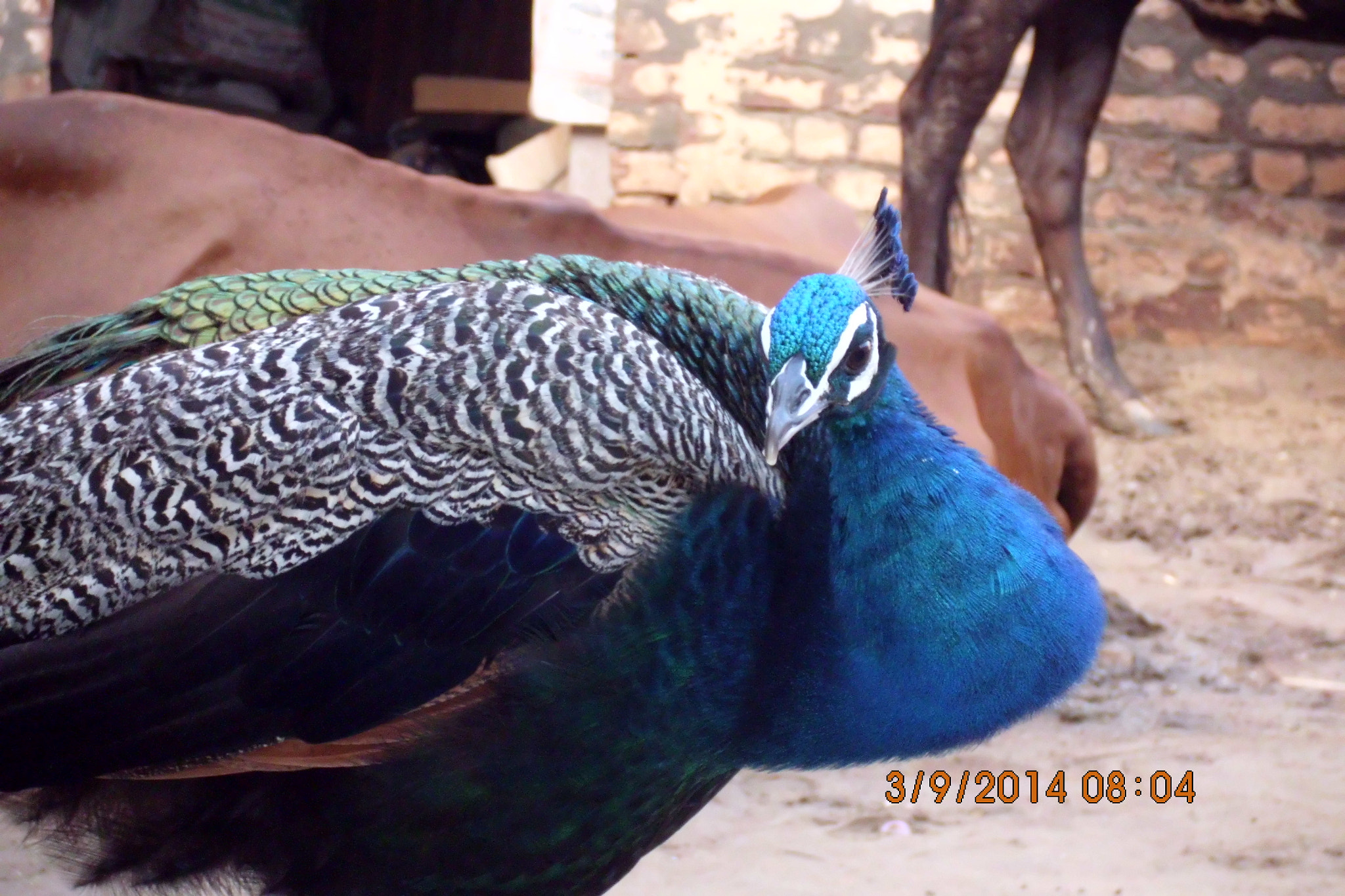 Benq AE200 sample photo. Peacock photography