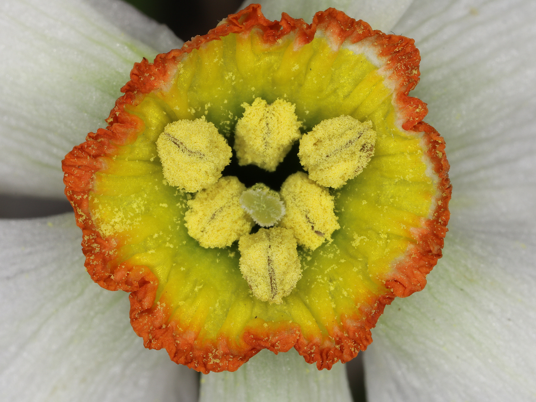 Canon MP-E 65mm F2.5 1-5x Macro Photo sample photo. Daffodil photography