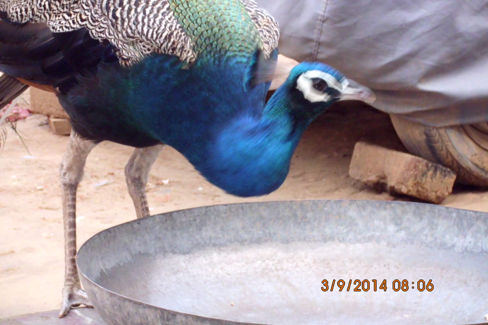 Benq AE200 sample photo. Peacock in my house photography