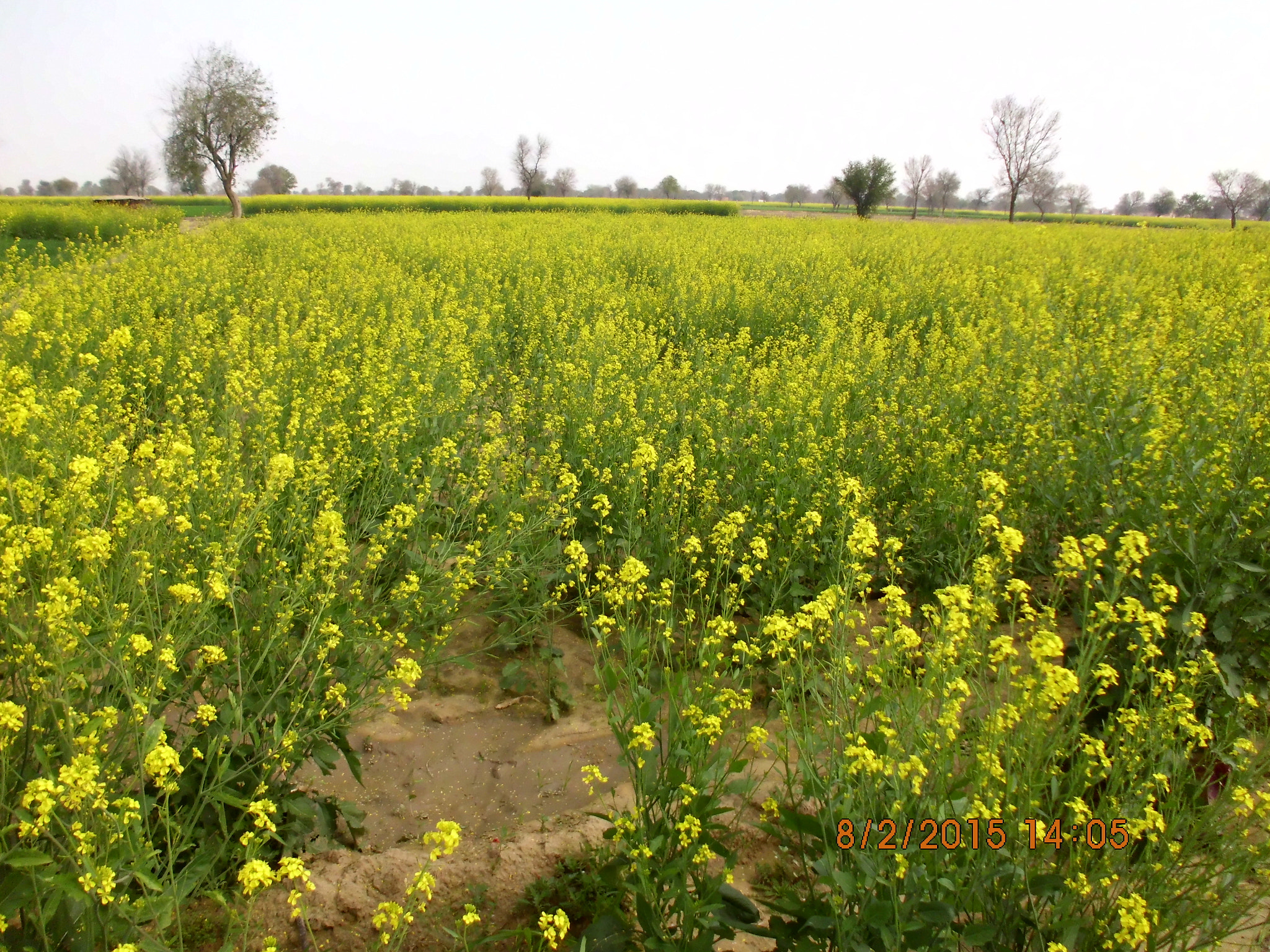 Benq AE200 sample photo. Mustard fields photography