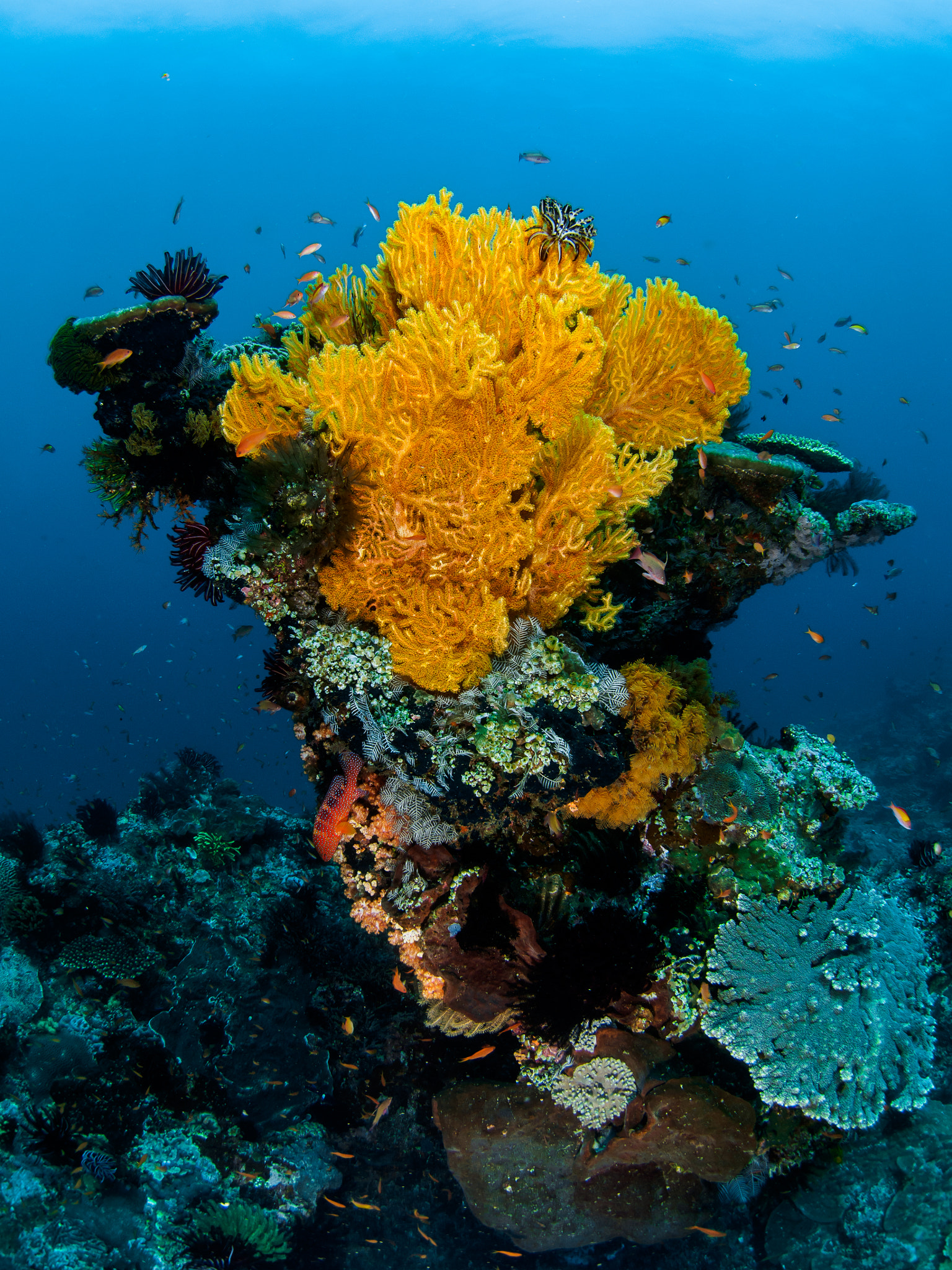 Olympus OM-D E-M5 + LUMIX G FISHEYE 8/F3.5 sample photo. Bewitching bali photography