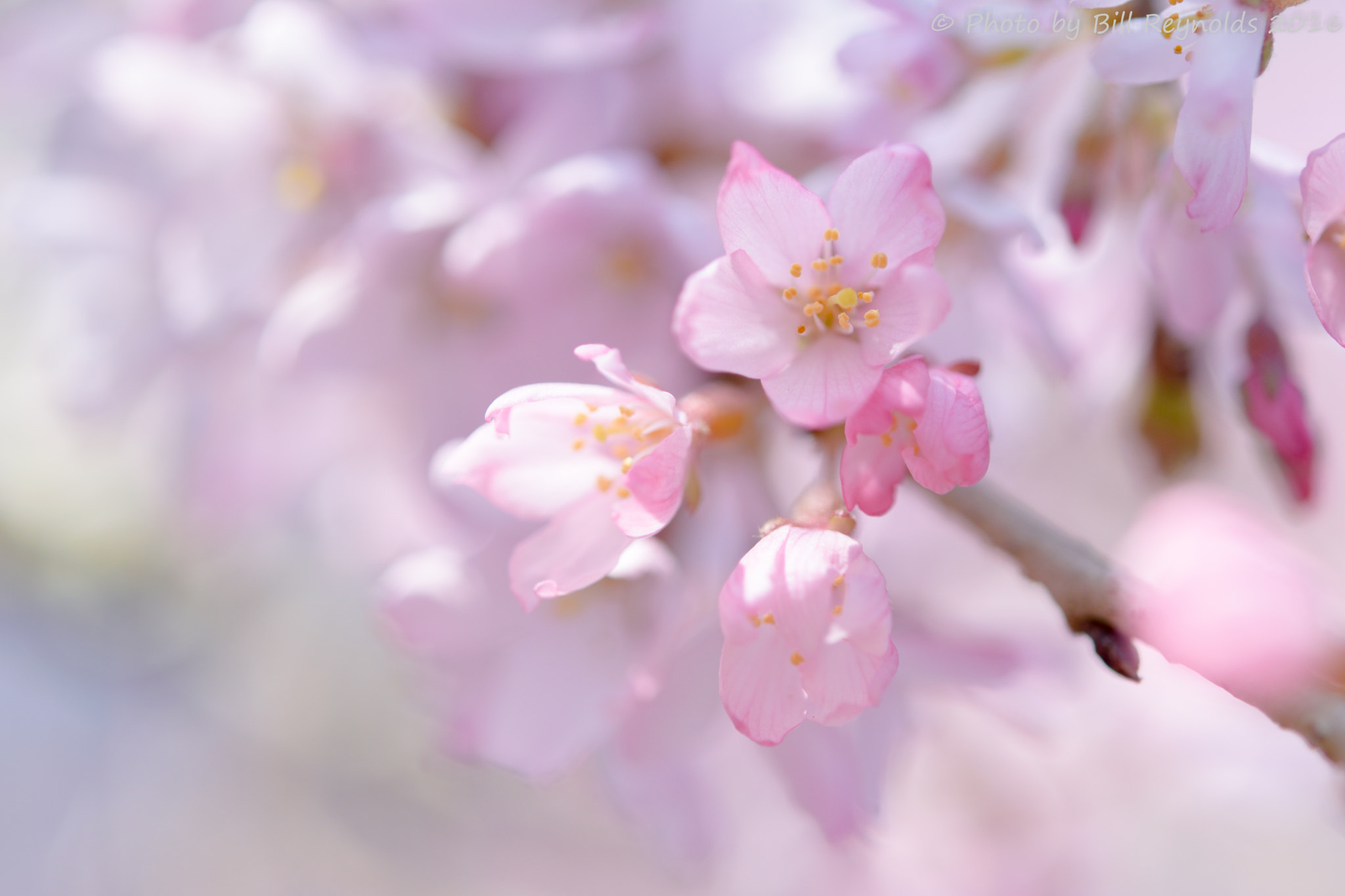 Nikon AF-S Micro-Nikkor 60mm F2.8G ED sample photo. Sakura photography