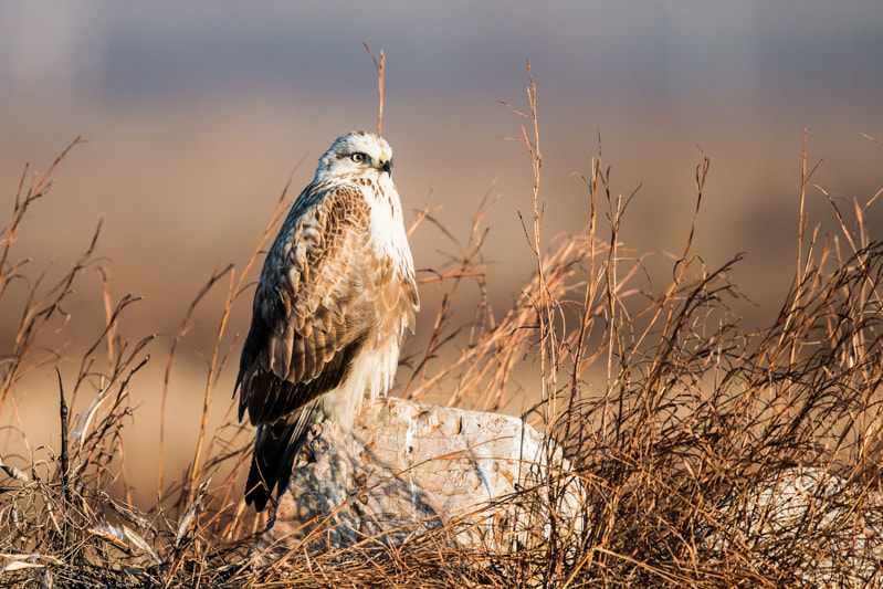 Canon EF 600mm F4L IS II USM sample photo. A staring upland buzzard photography