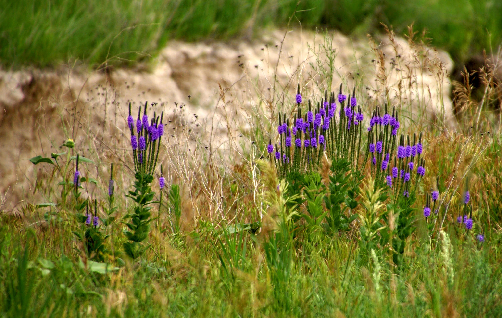 Sony Alpha DSLR-A100 + Tamron 16-300mm F3.5-6.3 Di II VC PZD Macro sample photo. Flowers in the badlands photography