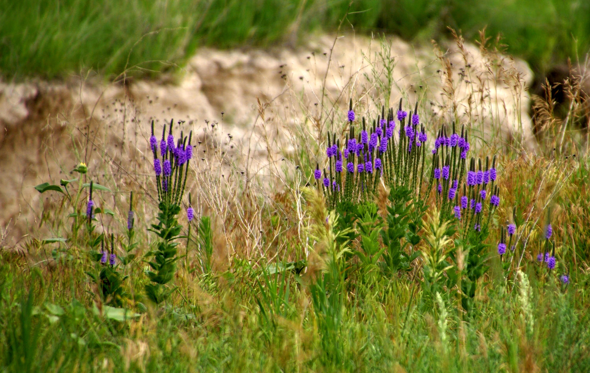 Tamron 16-300mm F3.5-6.3 Di II VC PZD Macro sample photo. Flowers in the badlands photography