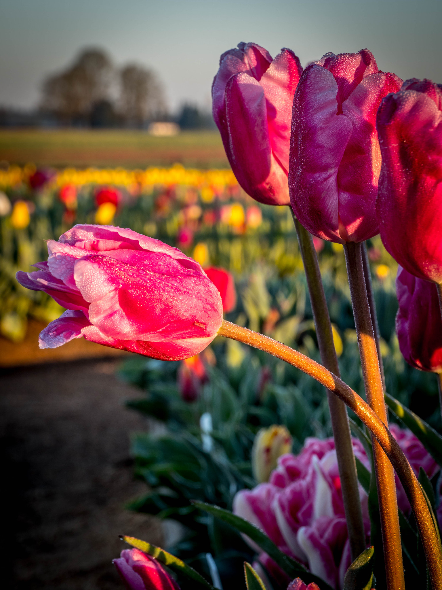 Panasonic Lumix DMC-GX8 sample photo. Wooden shoe tulips  photography