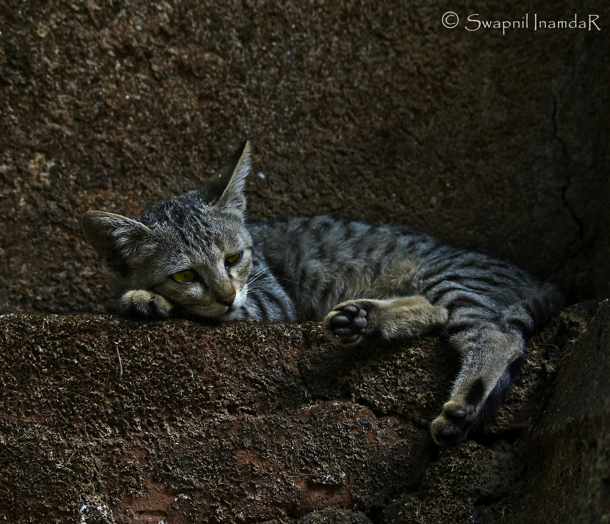 Sigma 150-500mm F5-6.3 DG OS HSM sample photo. Dreamer ... photography