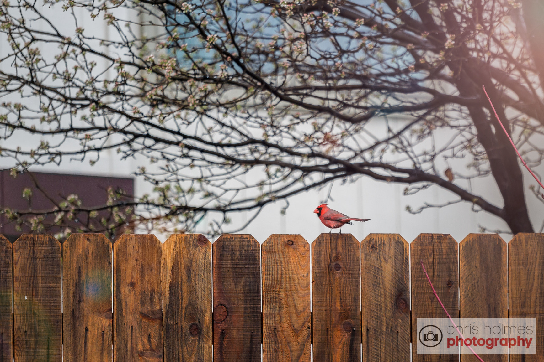 Canon EOS 1100D (EOS Rebel T3 / EOS Kiss X50) + Canon EF 70-200mm F4L USM sample photo. Cardinal on fence photography