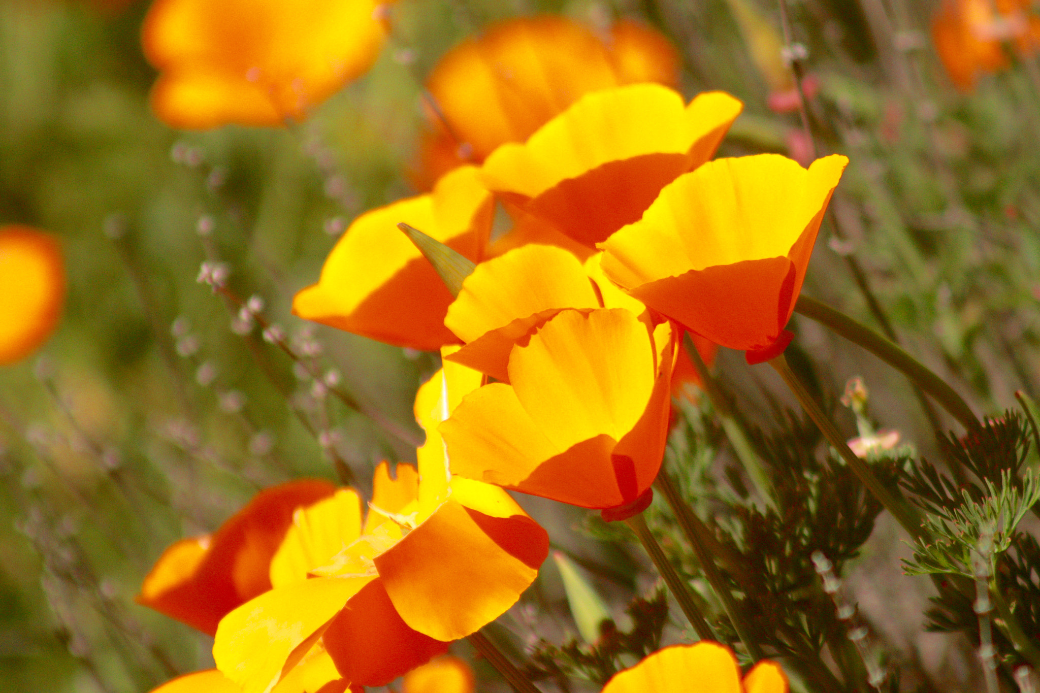 Canon EF75-300mm f/4-5.6 sample photo. Touch of orange photography