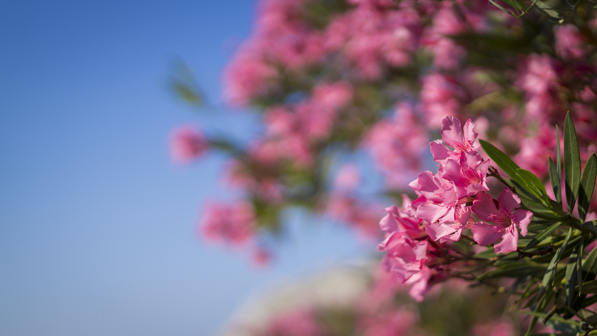 Sony a5100 + E 50mm F1.8 OSS sample photo. Flowers photography