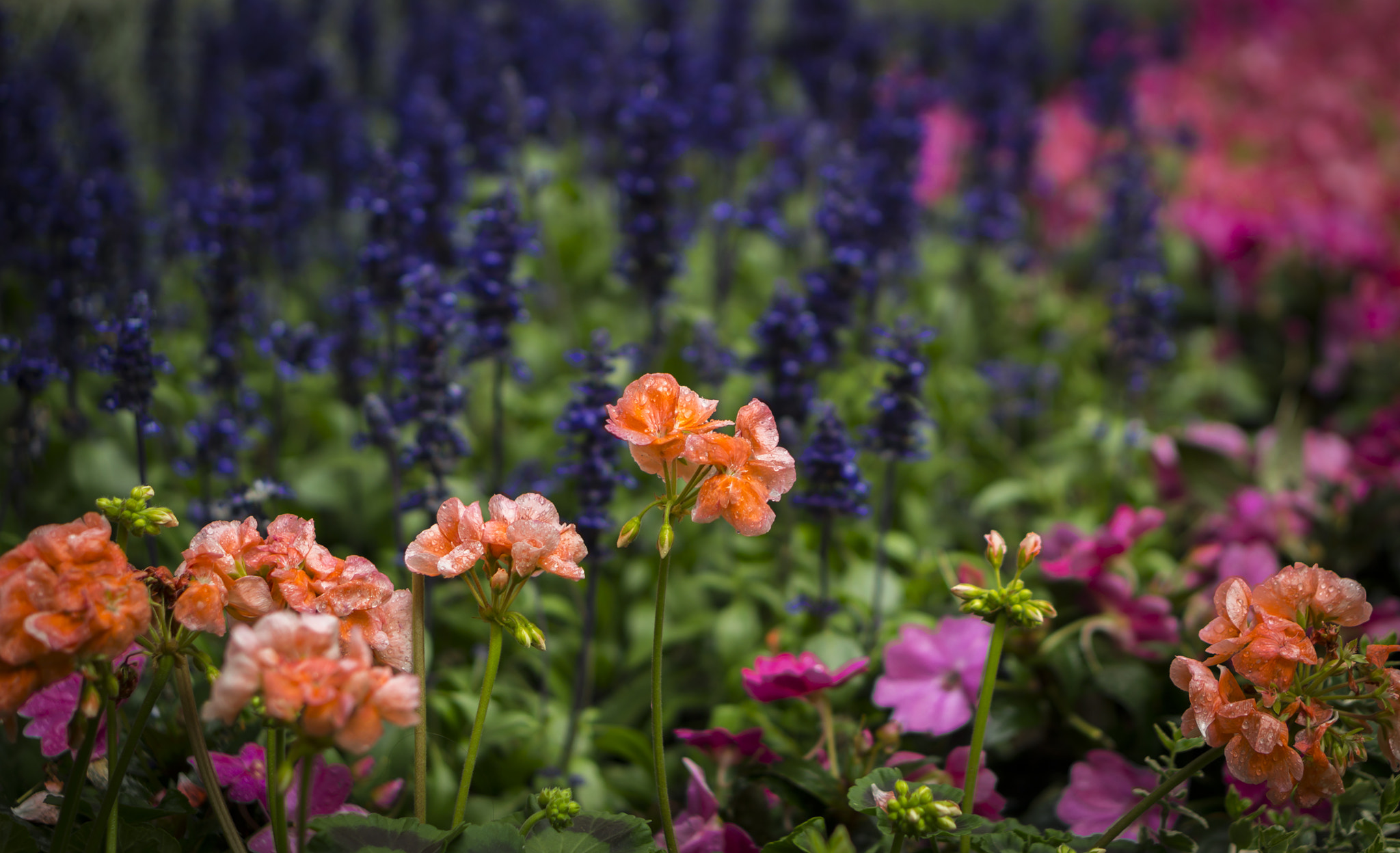 Sony a5100 + E 50mm F1.8 OSS sample photo. Flowers photography
