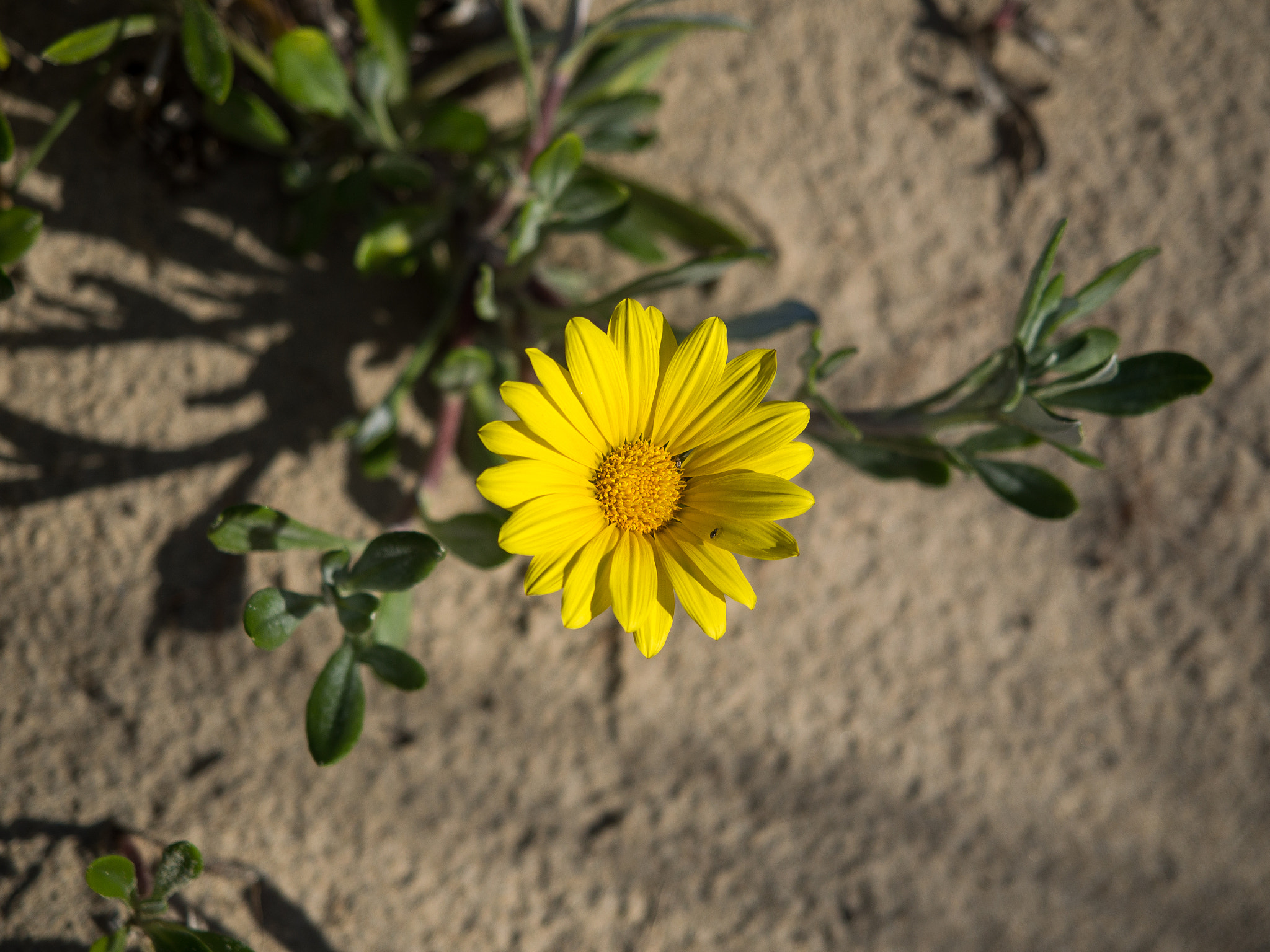 Flower on the beach