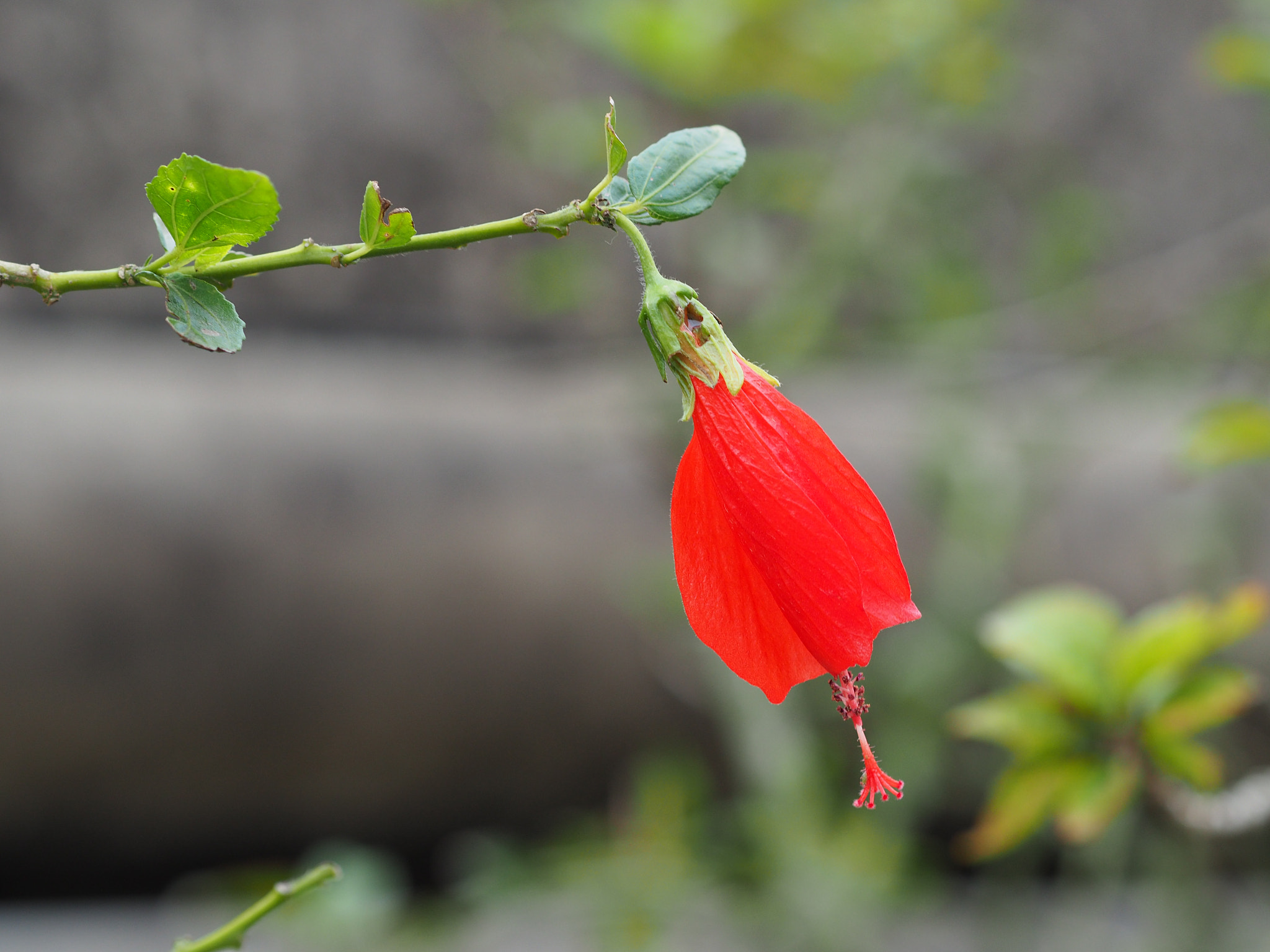 Olympus M.Zuiko Digital ED 75mm F1.8 sample photo. Flower that looks like bell photography