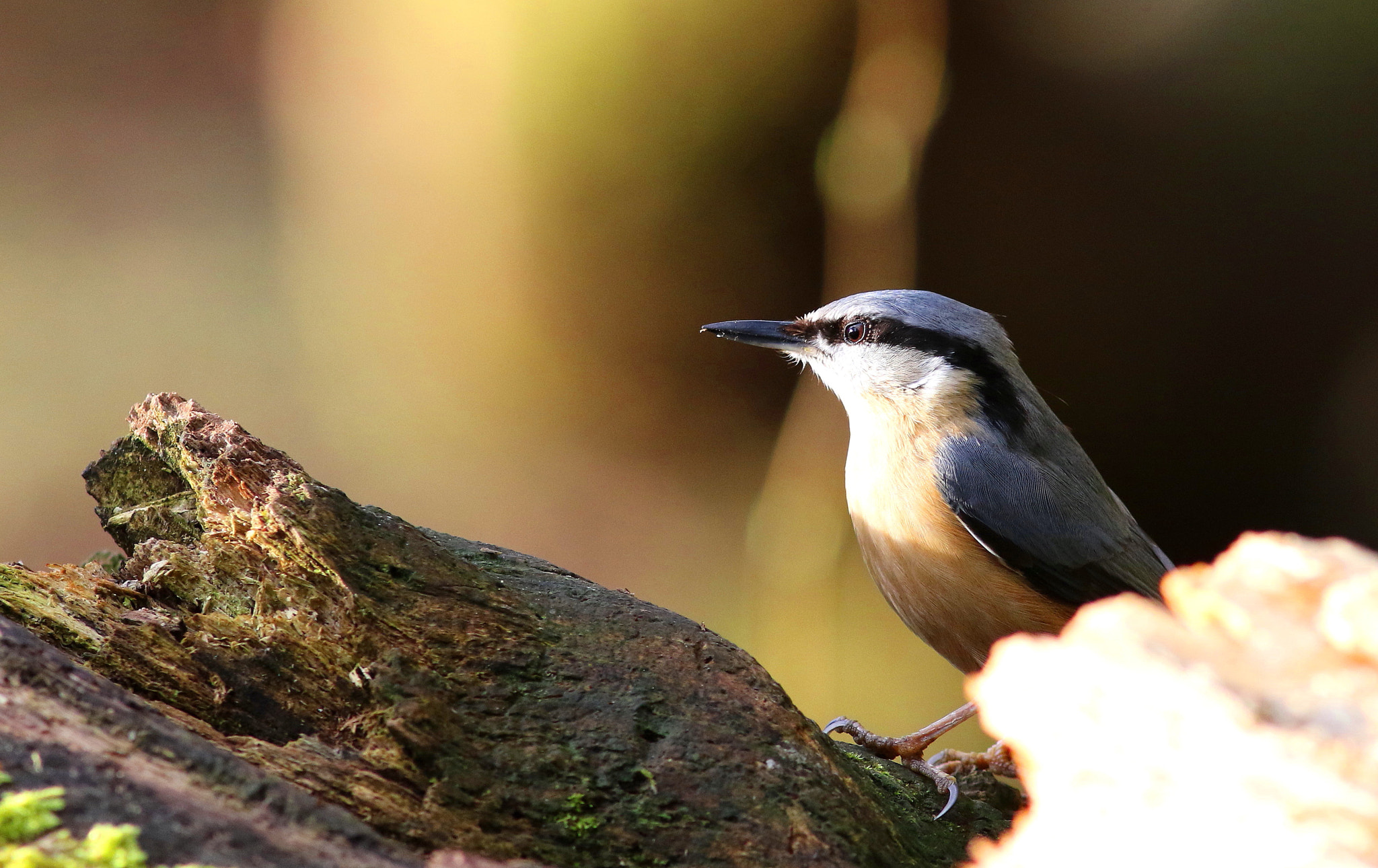 Canon EF 300mm F4L IS USM sample photo. Nuthatch photography