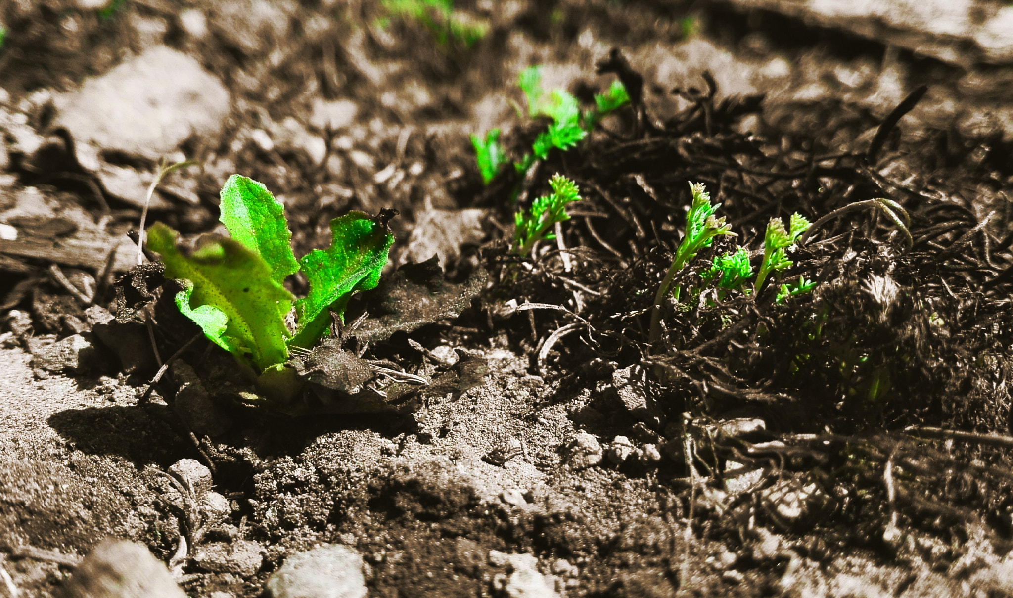 HUAWEI Che2-UL00 sample photo. Spring is near photography