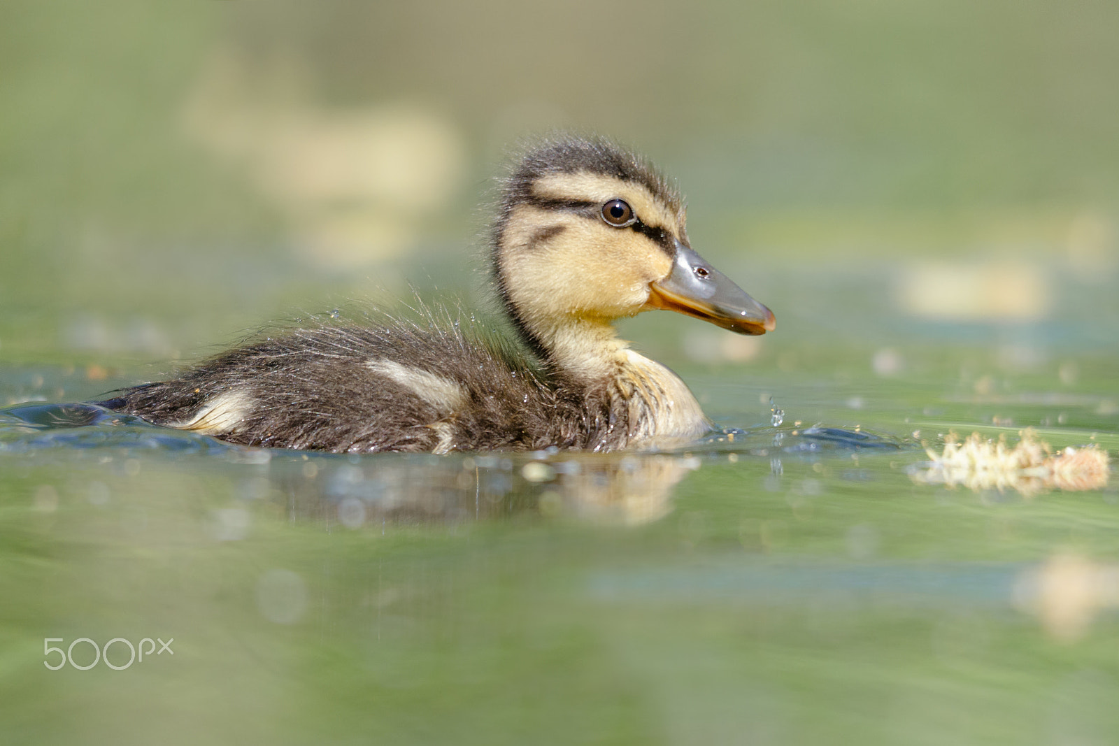 Sigma 120-400mm F4.5-5.6 DG OS HSM sample photo. Duckling photography