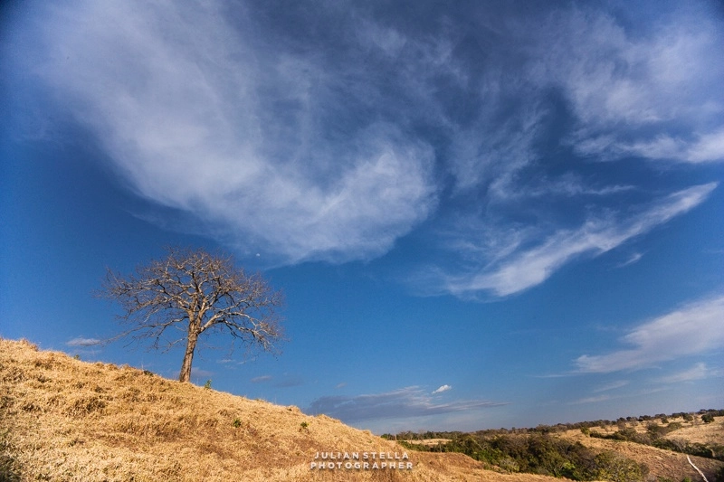 Canon EOS-1D Mark II sample photo. The tree photography