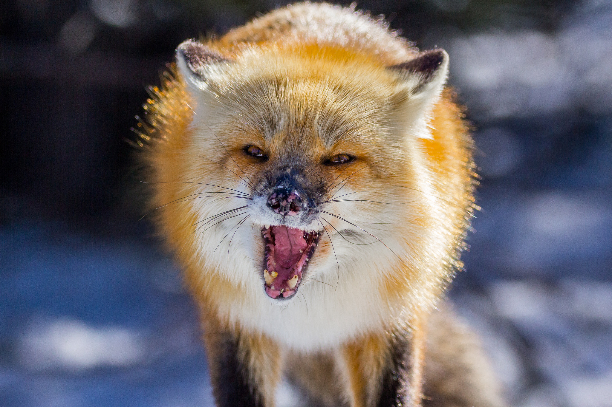 Canon EOS 60D + Sigma 150-600mm F5-6.3 DG OS HSM | C sample photo. Red fox .... photography