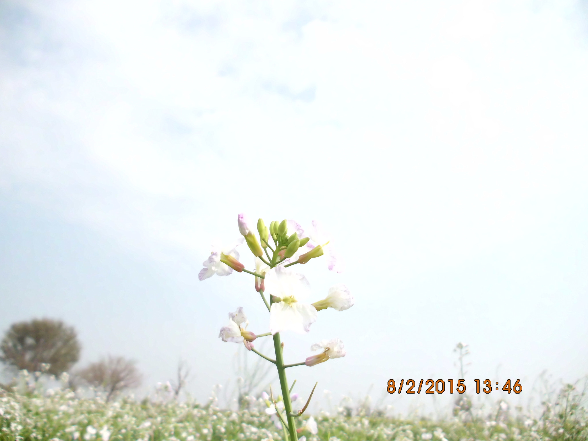 Benq AE200 sample photo