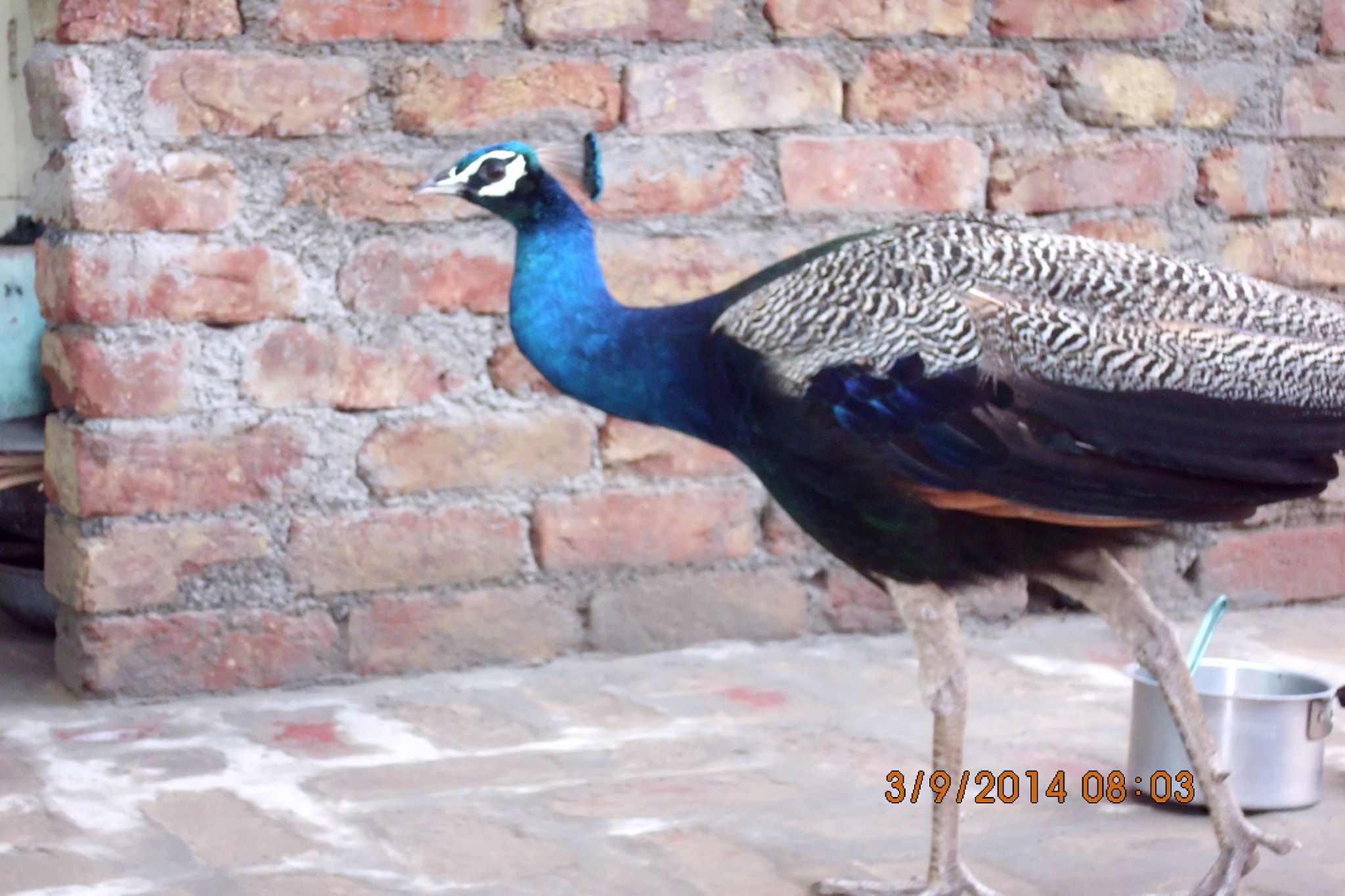 Benq AE200 sample photo