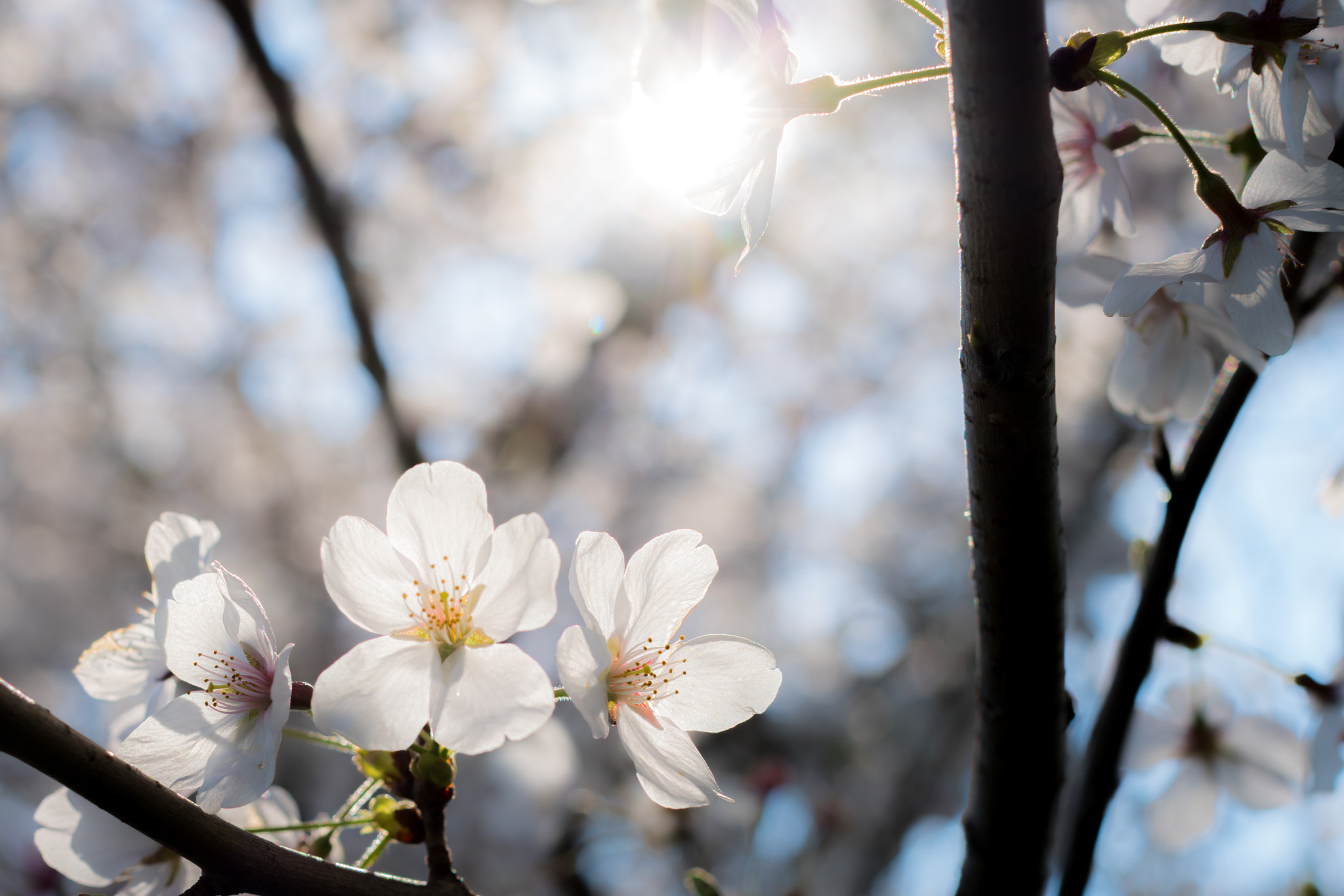 Sony a7R II + Canon EF 50mm F1.2L USM sample photo. Cherry blossoms photography