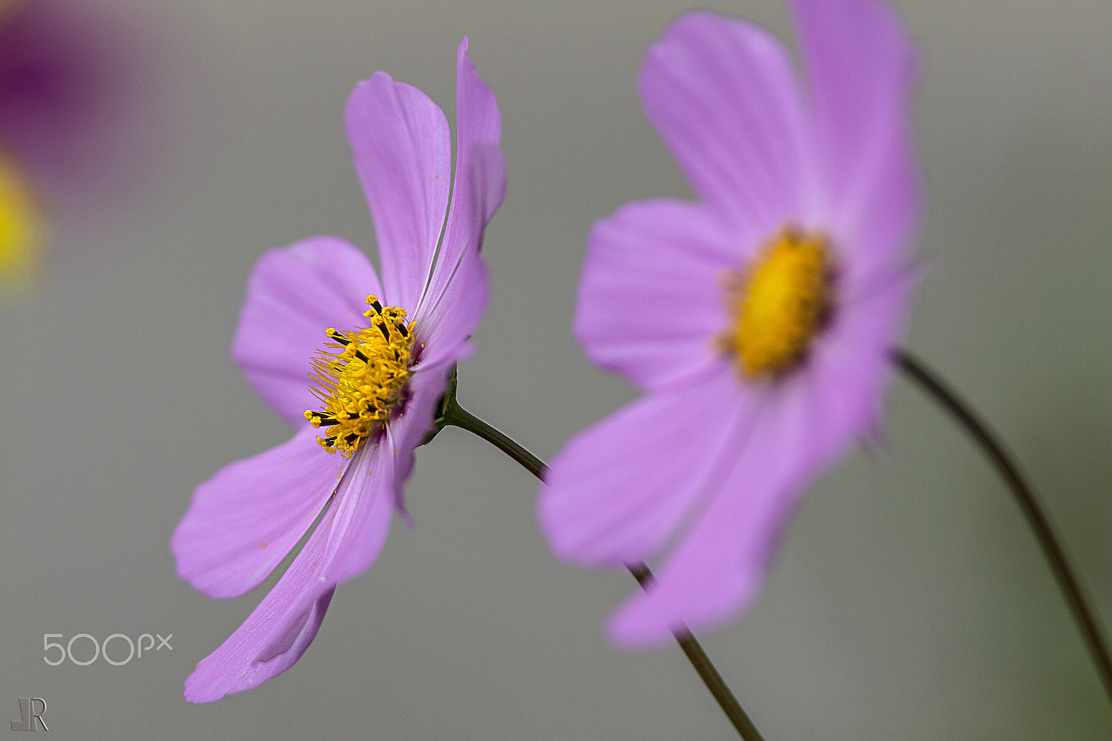 Canon EOS 50D + Canon EF 300mm F4L IS USM sample photo. Pink photography