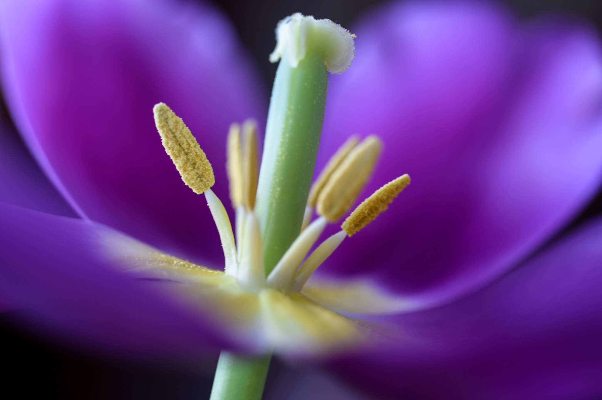 Nikon D810 + Nikon AF Micro-Nikkor 60mm F2.8D sample photo. ©yasmin simpson photography