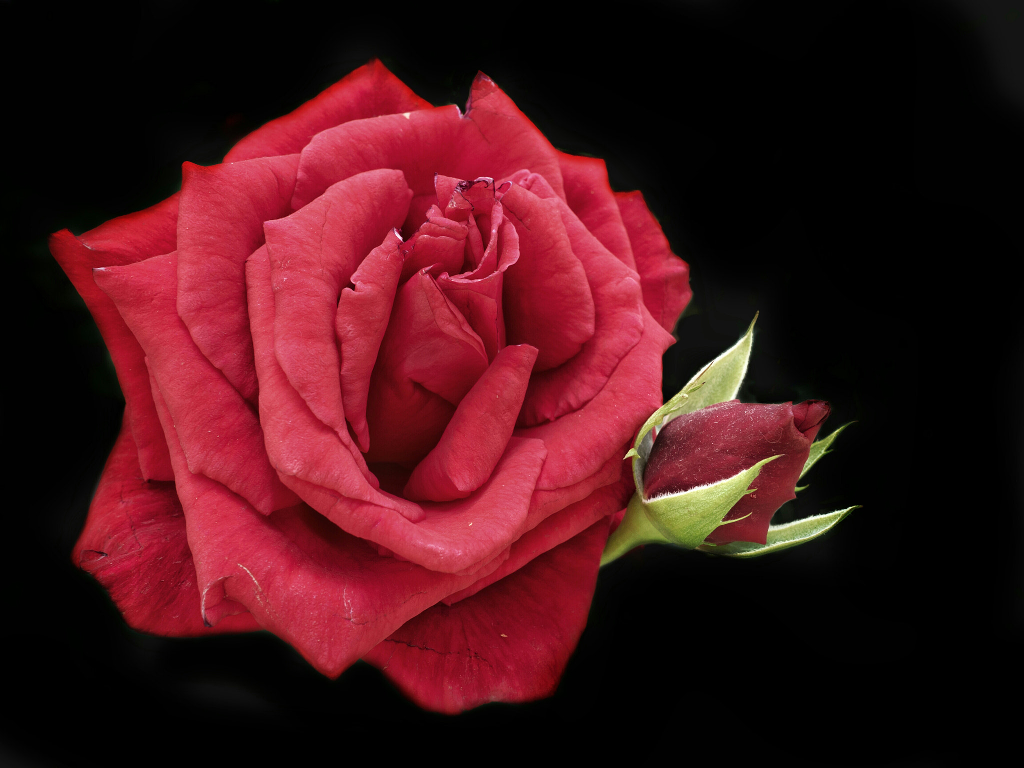 Olympus OM-D E-M5 II + Olympus M.Zuiko Digital 17mm F1.8 sample photo. Red rose photography