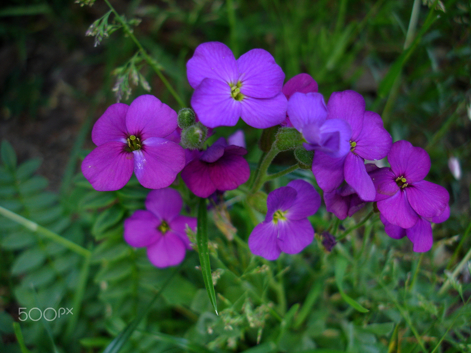 Sony DSC-W12 sample photo. Flowers photography