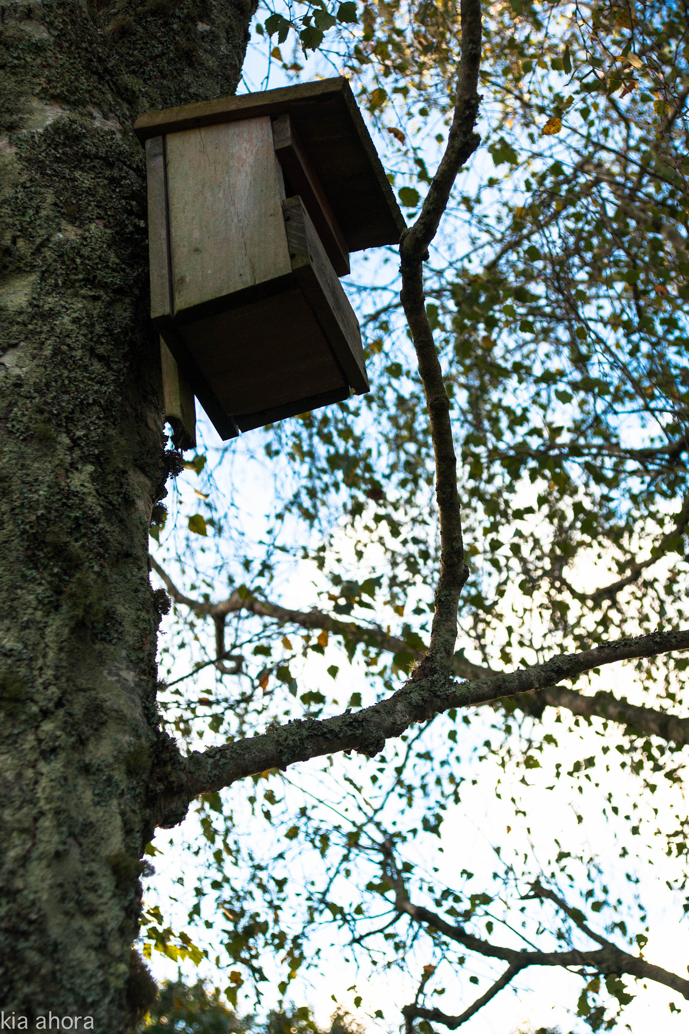 Sony Alpha DSLR-A700 sample photo. Homes photography