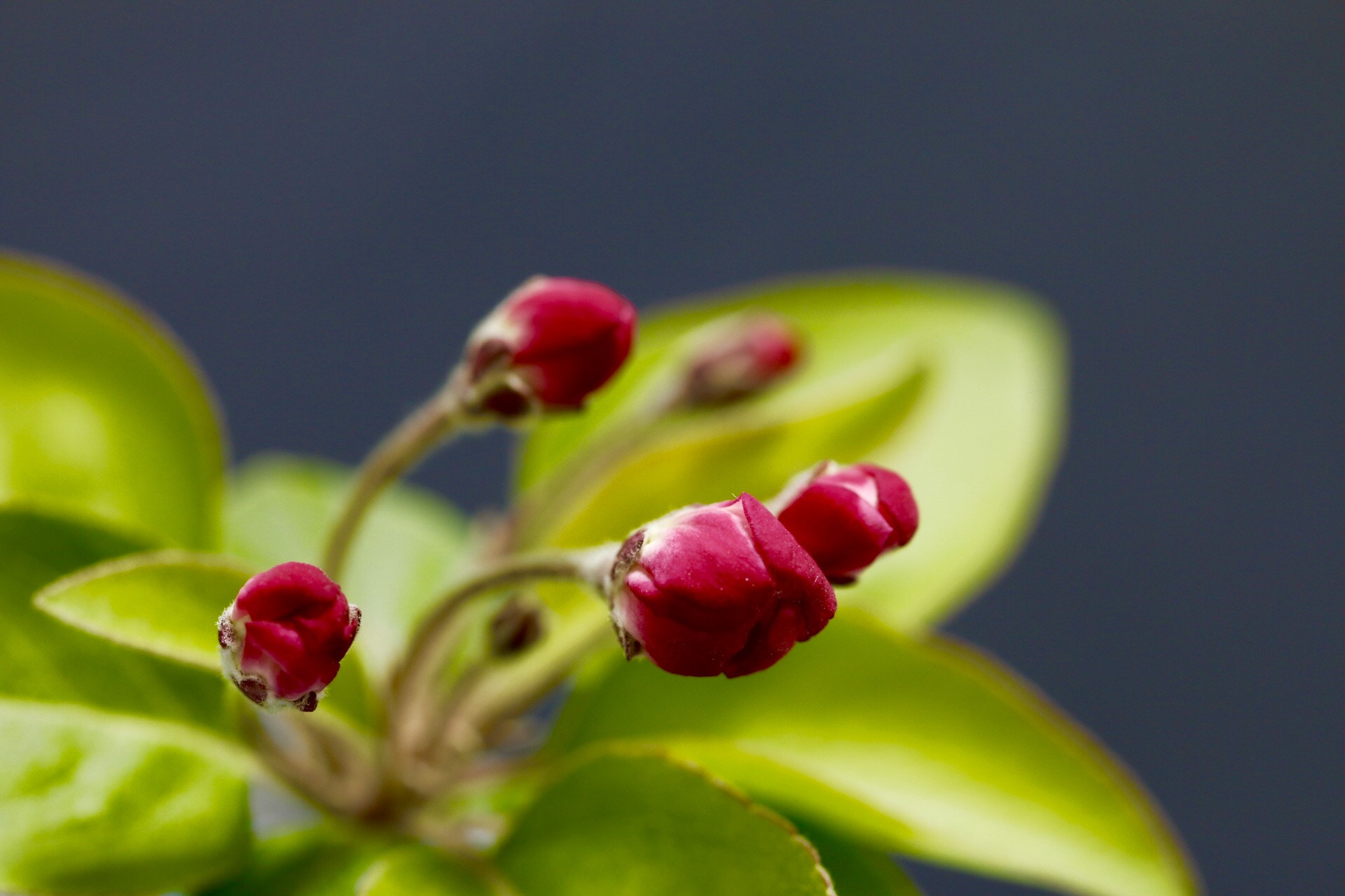 Canon EF 100mm F2.8L Macro IS USM sample photo. 含苞待放 photography