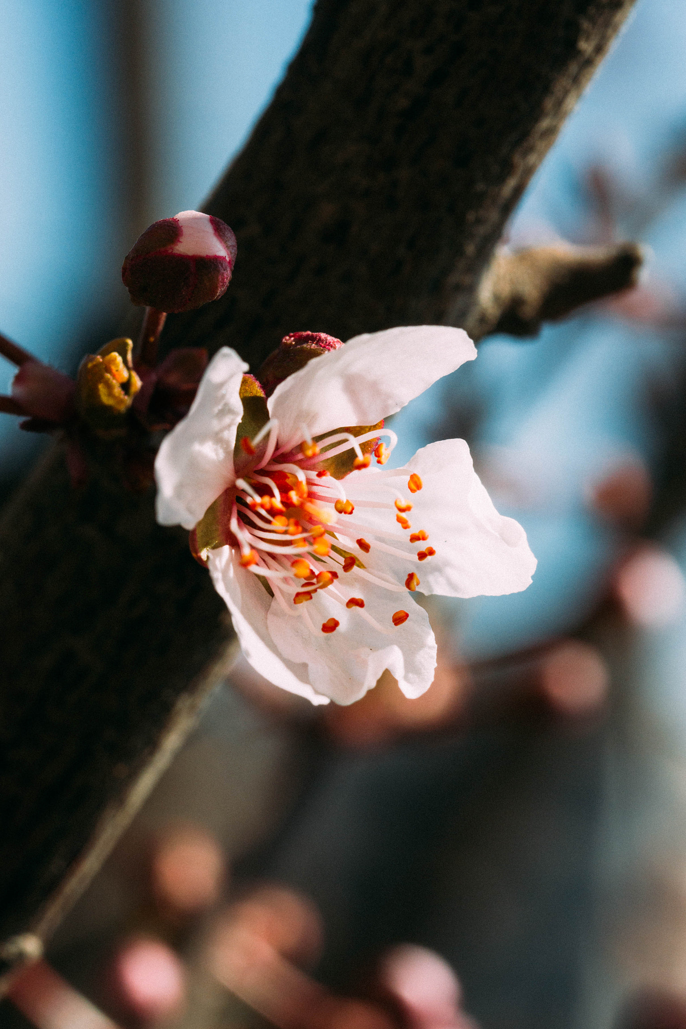 Panasonic DMC-GM1S sample photo. Spring flower photography