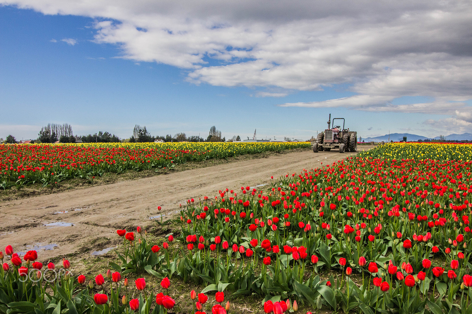 Canon EF-S 10-18mm F4.5–5.6 IS STM sample photo. Tulip festival photography