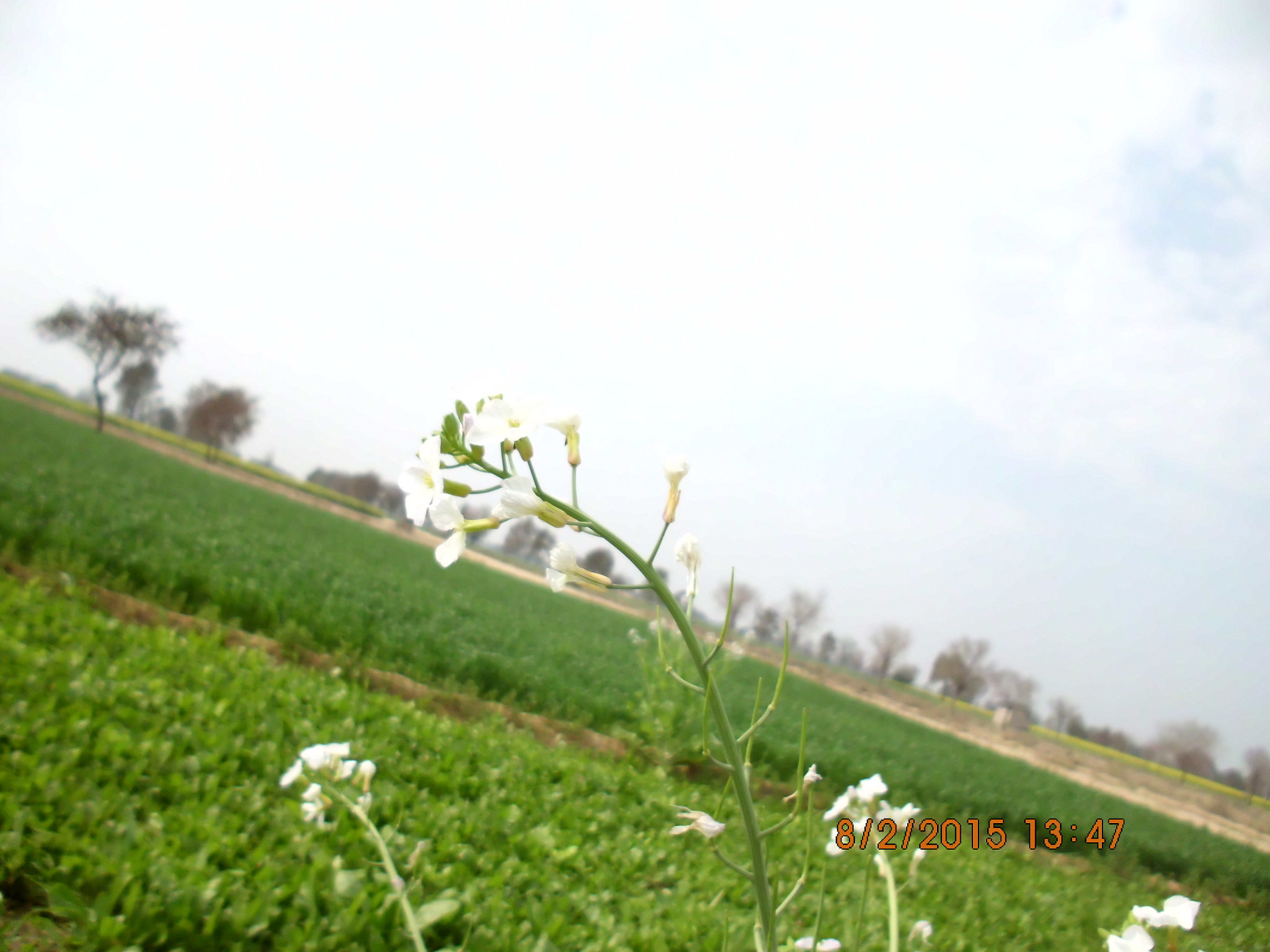 Benq AE200 sample photo