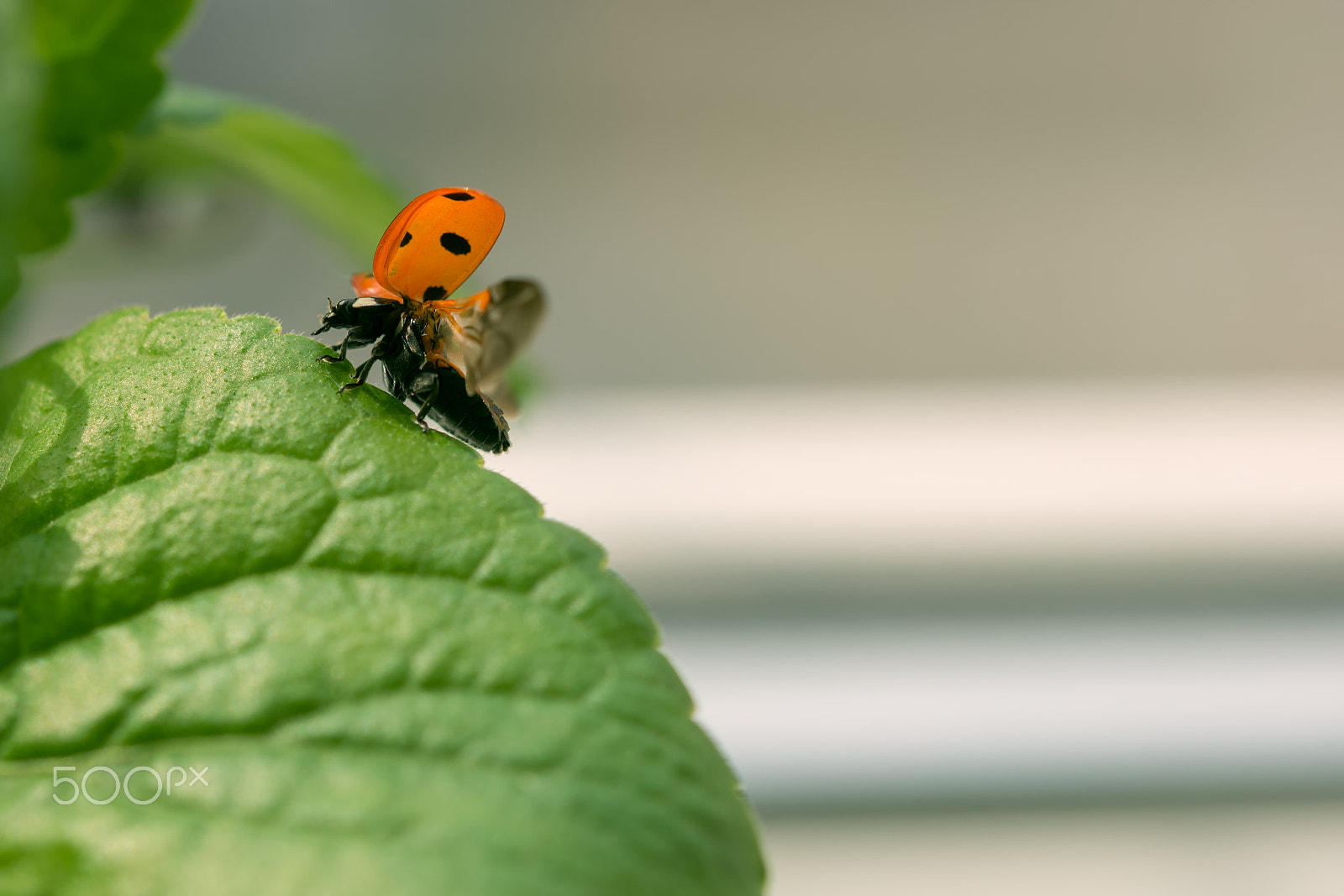 Nikon AF-S Micro-Nikkor 60mm F2.8G ED sample photo. Close up of a ladybug taking flight photography
