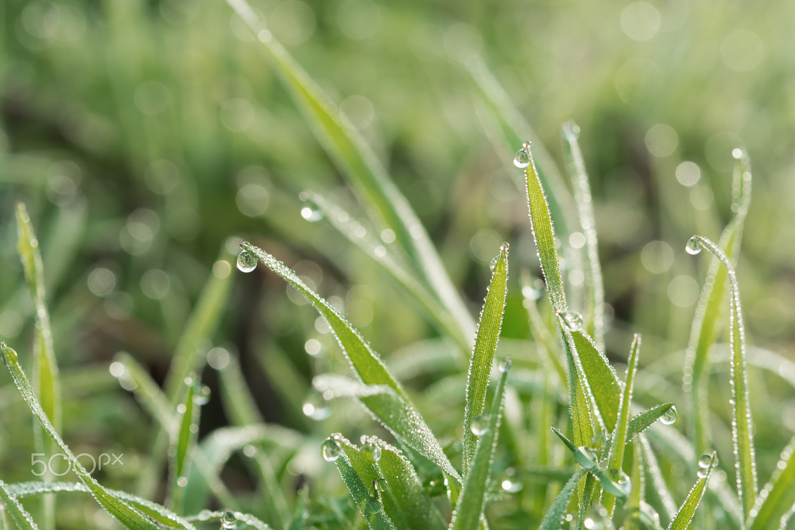 Nikon AF-S Micro-Nikkor 60mm F2.8G ED sample photo. Fresh spring grass covered with morning dew photography