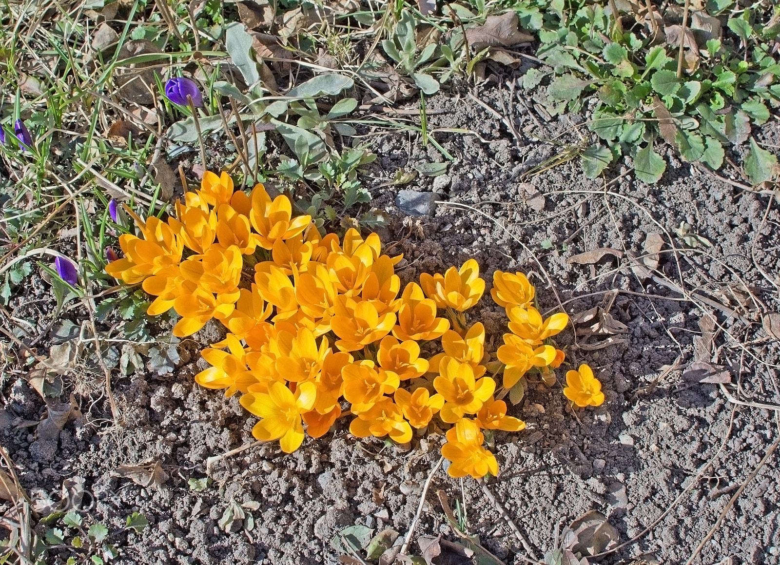 IX-Nikkor 24-70mm f/3.5-5.6 sample photo. Flowerbed with crocus photography