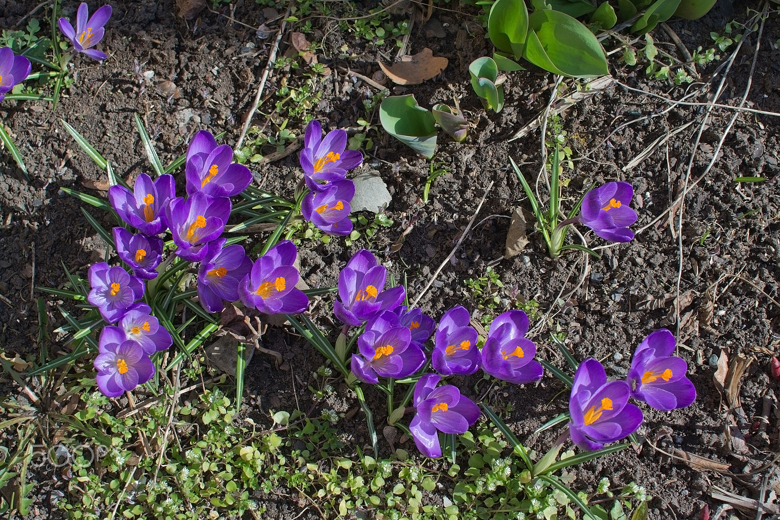 Nikon D7100 + Nikon AF Nikkor 105mm F2D DC sample photo. Flowerbed with crocus photography