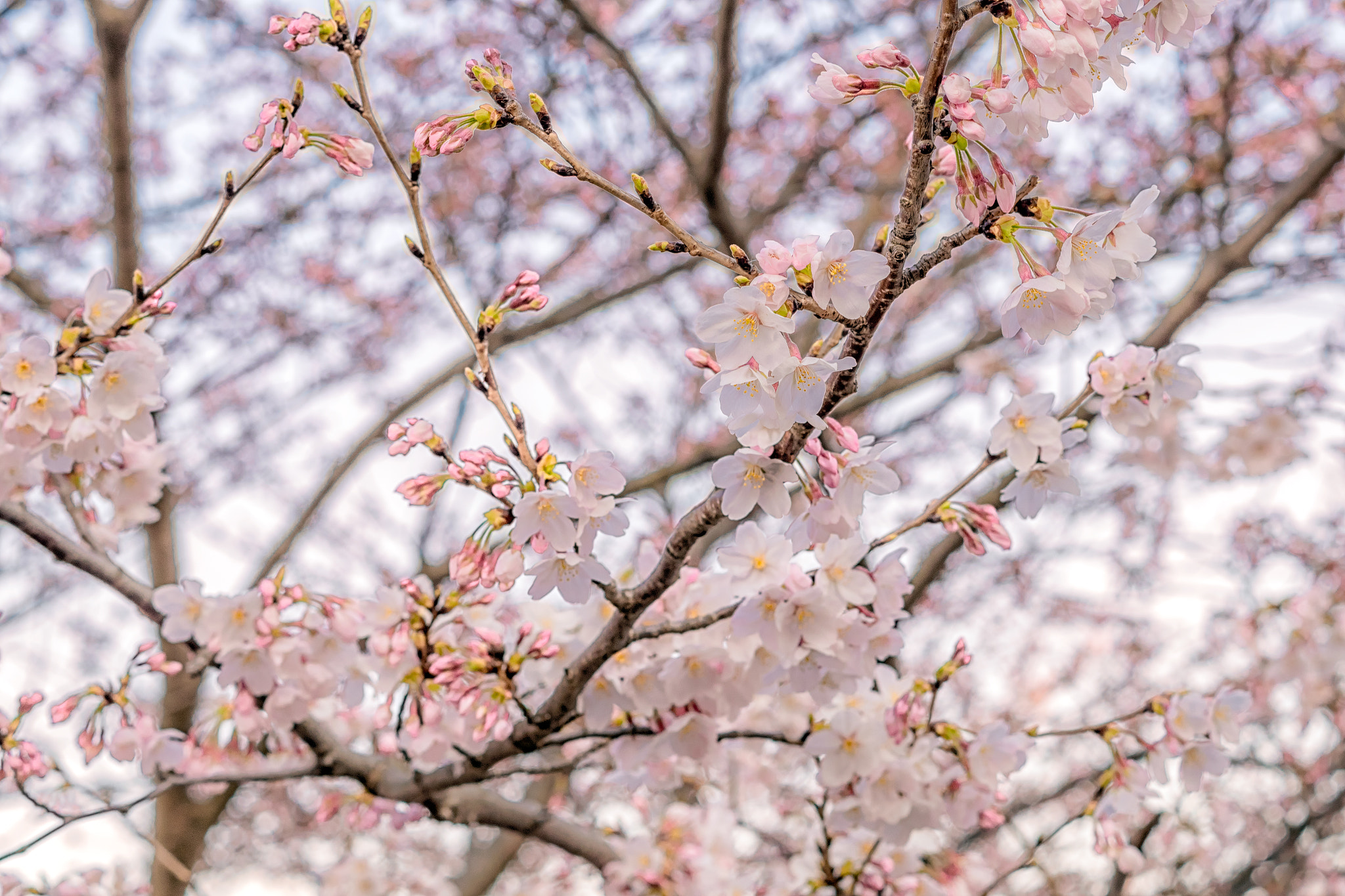 Pentax K-S1 + Pentax smc DA 50mm F1.8 sample photo. Thank you later photography