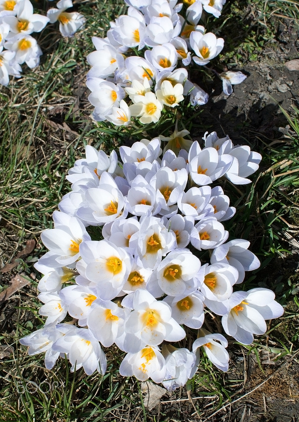 Sigma 18-200mm F3.5-6.3 DC OS HSM sample photo. Flowerbed with crocus photography