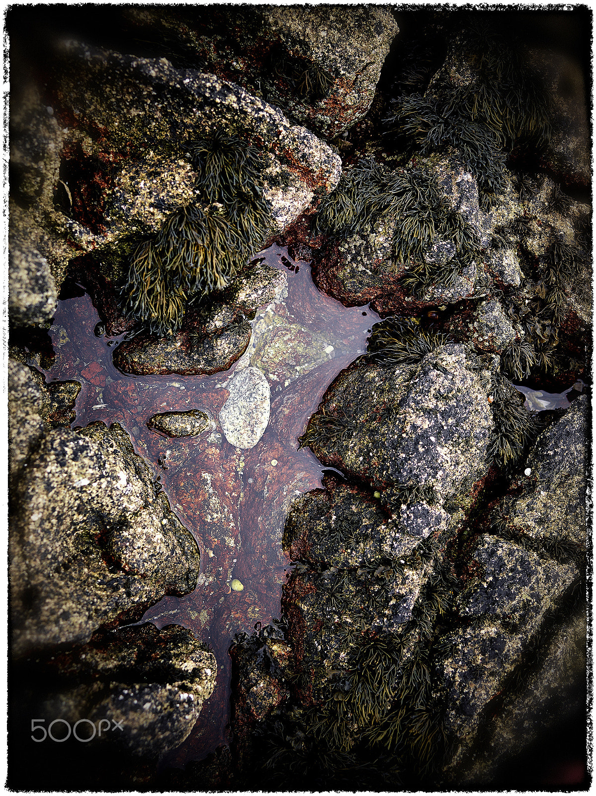 Phase One IQ3 50MP + Schneider LS 55mm f/2.8 sample photo. Tidal pool 1 photography