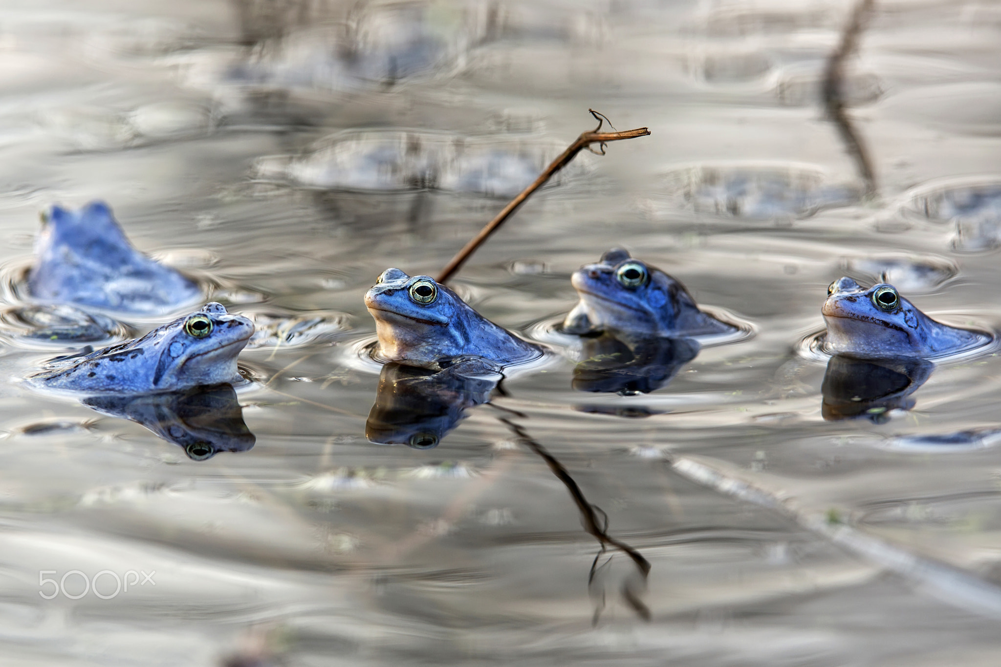 Moor frogs in the wild