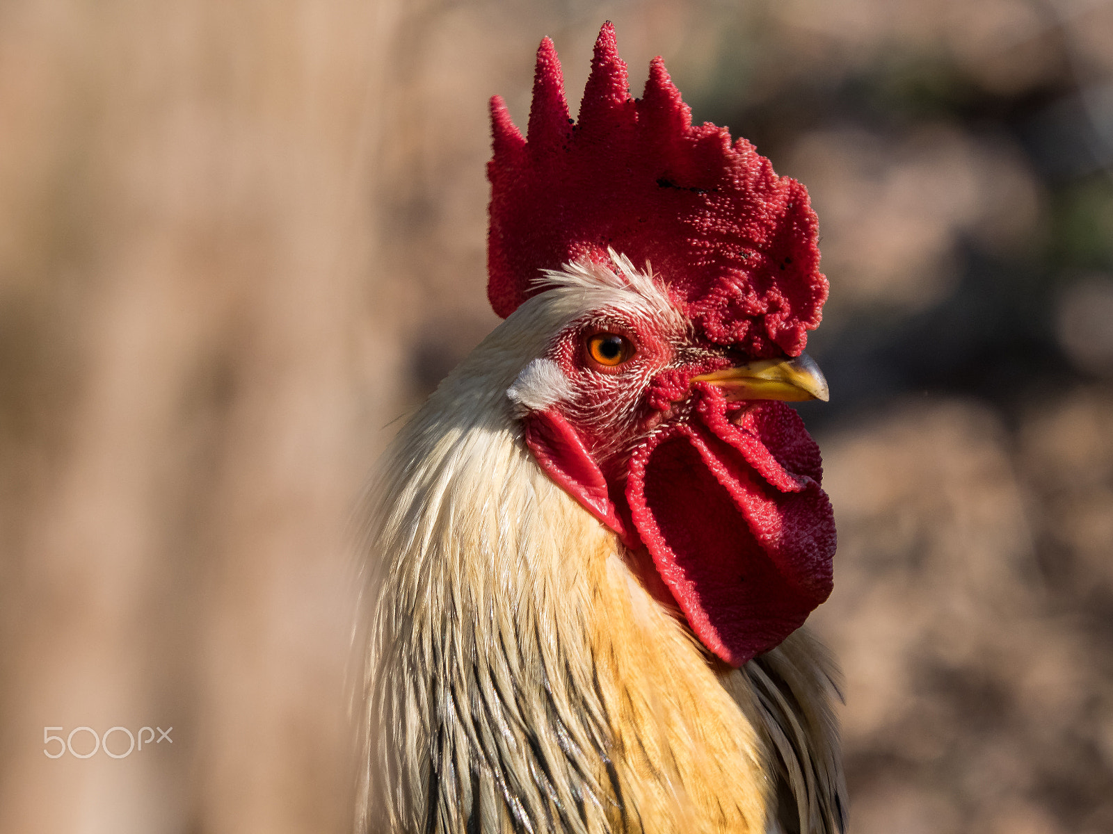 SIGMA 50-500mm F4-6.3 DG HSM sample photo. Rooster photography