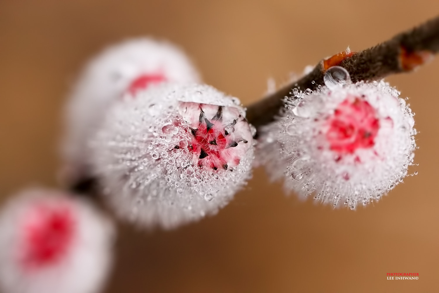 Canon EOS-1Ds Mark III sample photo. Salix x rubra 'eugenei' photography